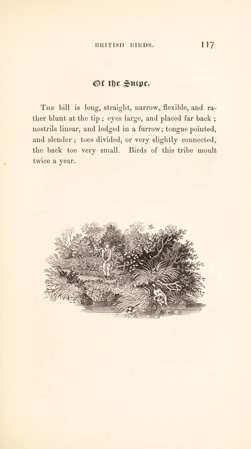 Of tHje Snipe* The bill is long, straight, narrow,, flexible, and ra- ther blunt at the tip; eyes large, and placed far back ; nostrils linear, and lodged in a furrow; tongue pointed, and slender ; toes divided, or very slightly connected, the back toe very small. Birds of this tribe moult twice a year.