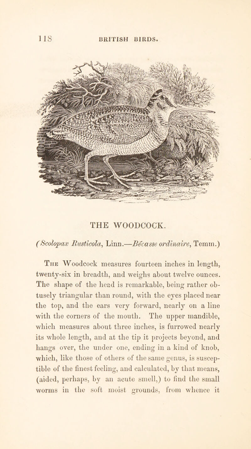 THE WOODCOCK. (Scolopax Busticola^ Linn.—Becasse ordinaire^ Temm.) The Woodcock measures fourteen inches in length, twenty-six in breadth, and weighs about twelve ounces. The shape of the head is remarkable, being rather ob- tusely triangular than round, with the eyes placed near the top, and the ears very forward, nearly on a line with the corners of the mouth. The upper mandible, which measures about three inches, is furrowed nearly its whole length, and at the tip it projects beyond, and hangs over, the under one, ending in a kind of knob, which, like those of others of the same genus, is suscep- tible of the finest feeling, and calculated, by that means, (aided, perhaps, by an acute smell,) to find the small worms in the soft moist grounds, from whence it