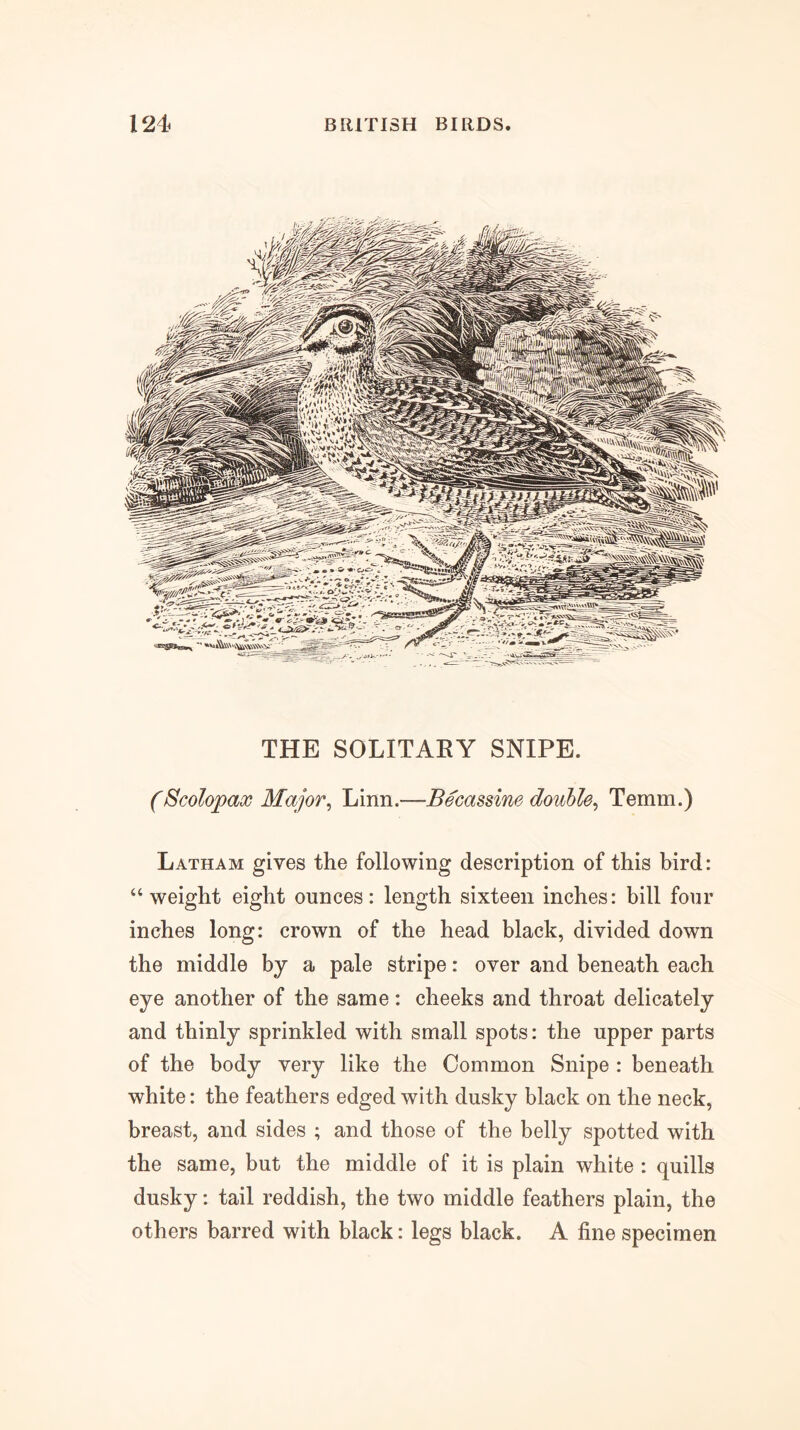 THE SOLITAEY SNIPE. (Scolopax Major^ Linn.—Becassine double^ Temm.) Latham gives the following description of this bird: “weight eight ounces: length sixteen inches: bill four inches long: crown of the head black, divided down the middle by a pale stripe: over and beneath each eye another of the same: cheeks and throat delicately and thinly sprinkled with small spots: the upper parts of the body very like the Common Snipe : beneath white: the feathers edged with dusky black on the neck, breast, and sides ; and those of the belly spotted with the same, but the middle of it is plain white : quills dusky: tail reddish, the two middle feathers plain, the others barred with black: legs black. A fine specimen