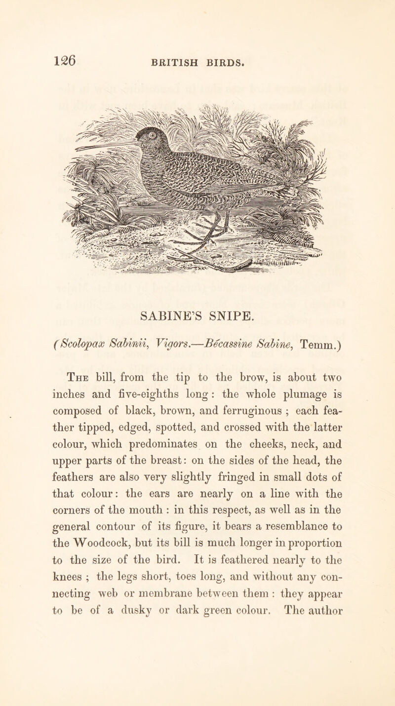 SABINE’S SNIPE. (Scolopax Sahini% Vigors.—Becassine Sabine., Temm.) The bill, from the tip to the brow, is about two inches and five-eighths long: the whole plumage is composed of black, brown, and ferruginous ; each fea- ther tipped, edged, spotted, and crossed with the latter colour, which predominates on the cheeks, neck, and upper parts of the breast: on the sides of the head, the feathers are also very slightly fringed in small dots of that colour: the ears are nearly on a line with the corners of the mouth : in this respect, as well as in the general contour of its figure, it bears a resemblance to the Woodcock, but its bill is much longer in proportion to the size of the bird. It is feathered nearly to the knees ; the legs short, toes long, and without any con- necting web or membrane between them : they appear to be of a dusky or dark green colour. The author