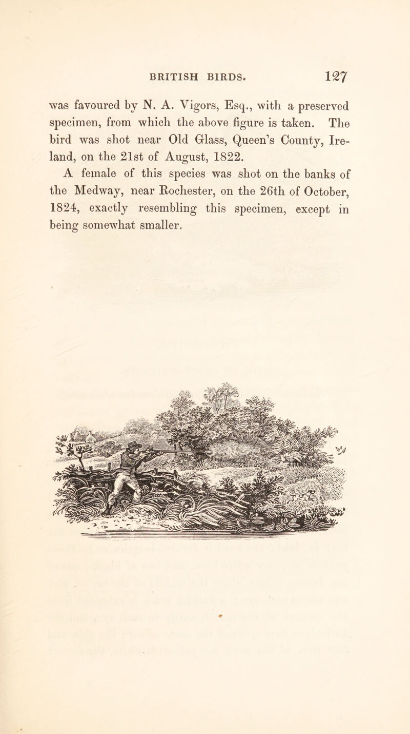 was favoured by N. A. Vigors, Esq., with a preserved specimen, from which the above figure is taken. The bird was shot near Old Glass, Queen’s County, Ire- land, on the 21st of August, 1822. A female of this species was shot on the banks of the Medway, near Rochester, on the 26th of October, 1824, exactly resembling this specimen, except in being somewhat smaller.