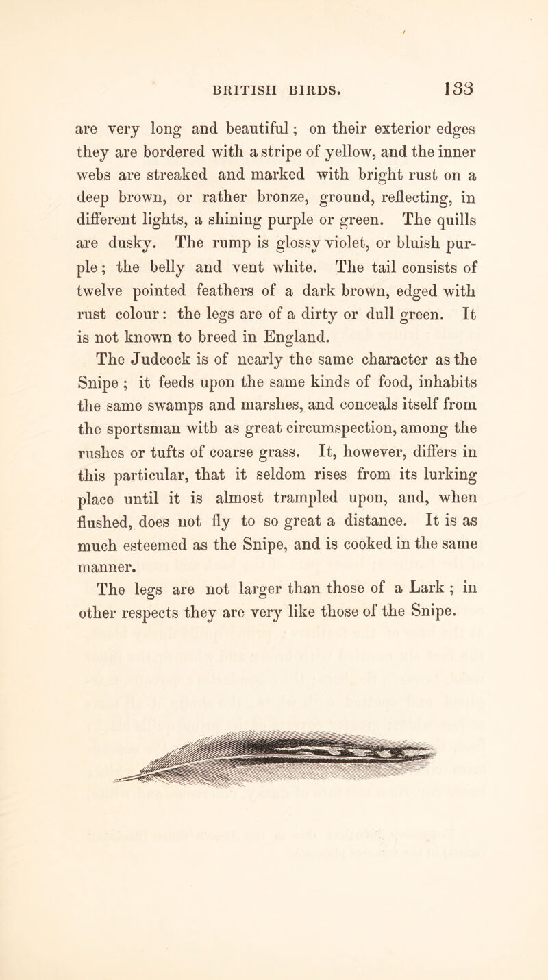 / BRITISH BIRDS. 133 are very long and beautiful; on their exterior edges they are bordered with a stripe of yellow, and the inner webs are streaked and marked with bright rust on a deep brown, or rather bronze, ground, reflecting, in different lights, a shining purple or green. The quills are dusky. The rump is glossy violet, or bluish pur- ple ; the belly and vent white. The tail consists of twelve pointed feathers of a dark brown, edged with rust colour: the legs are of a dirty or dull green. It is not known to breed in England. The Judcock is of nearly the same character as the Snipe ; it feeds upon the same kinds of food, inhabits the same swamps and marshes, and conceals itself from the sportsman with as great circumspection, among the rushes or tufts of coarse grass. It, however, differs in this particular, that it seldom rises from its lurking place until it is almost trampled upon, and, when flushed, does not fly to so great a distance. It is as much esteemed as the Snipe, and is cooked in the same manner. The legs are not larger than those of a Lark ; in other respects they are very like those of the Snipe.
