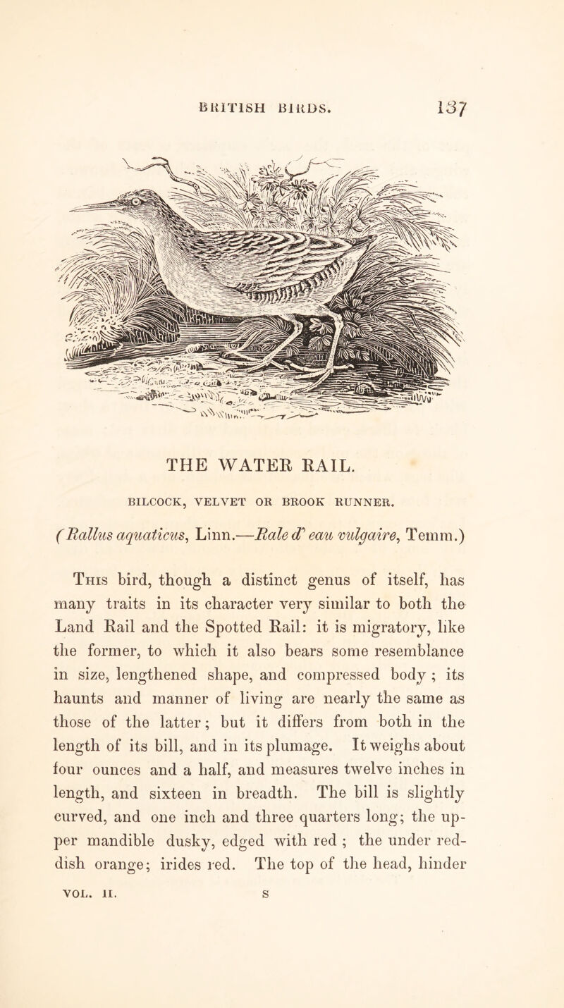 THE WATER RAIL. BILCOCK, VELVET OR BROOK RUNNER. (Rallus aquaticus, Linn.—Rale <R eau vulgairTemm.) This bird, though a distinct genus of itself, has many traits in its character very similar to both the Land Rail and the Spotted Rail: it is migratory, like the former, to which it also bears some resemblance in size, lengthened shape, and compressed body ; its haunts and manner of living are nearly the same as those of the latter; but it differs from both in the length of its bill, and in its plumage. It weighs about four ounces and a half, and measures twelve inches in length, and sixteen in breadth. The bill is slightly curved, and one inch and three quarters long; the up- per mandible dusky, edged with red ; the under red- dish orange; irides red. The top of the head, hinder