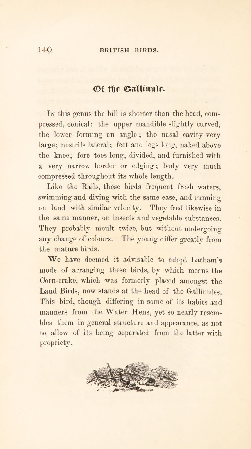 tlfte OKanmttle. In this genus the bill is shorter than the head, com- pressed, conical; the upper mandible slightly curved, the lower forming an angle ; the nasal cavity very large; nostrils lateral; feet and legs long, naked above the knee; fore toes long, divided, and furnished with a very narrow border or edging; body very much compressed throughout its whole length. Like the Rails, these birds frequent fresh waters, swimming and diving with the same ease, and running on land with similar velocity. They feed likewise in the same manner, on insects and vegetable substances. They probably moult twice, but without undergoing any change of colours. The young differ greatly from the mature birds. We have deemed it advisable to adopt Latham’s mode of arranging these birds, by which means the Corn-crake, which was formerly placed amongst the Land Birds, now stands at the head of the Gallinules. This bird, though differing in some of its habits and manners from the Water Hens, yet so nearly resem- bles them in general structure and appearance, as not to allow of its being separated from the latter with propriety.