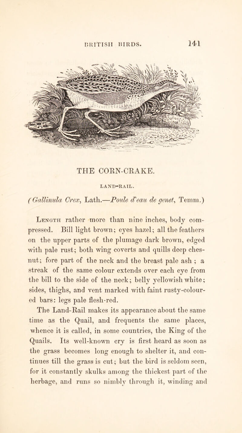 THE CORN-CRAKE. LAND-RAIL. (Gallinula Crex^ Lath.—Poule Peau de genets Temni.) Length rather more than nine inches, body com- pressed. Bill light brown; eyes hazel; all the feathers on the upper parts of the plumage dark brown, edged with pale rust; both wing coverts and quills deep ches- nut; fore part of the neck and the breast pale ash ; a streak of the same colour extends over each eye from the bill to the side of the neck; belly yellowish white; sides, thighs, and vent marked with faint rusty-colour- ed bars: legs pale flesh-red. The Land-Rail makes its appearance about the same time as the Quail, and frequents the same places, whence it is called, in some countries, the King of the Quails. Its well-known cry is first heard as soon as the grass becomes long enough to shelter it, and con- tinues till the grass is cut; but the bird is seldom seen, for it constantly skulks among the thickest part of the herbage, and runs so nimbly through it, winding and