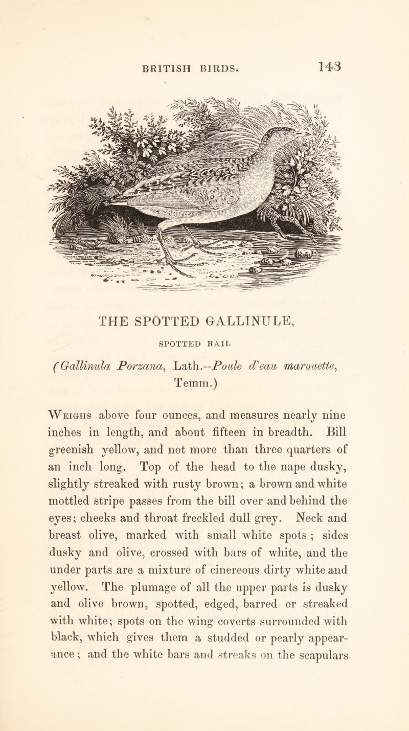 148 THE SPOTTED GALLINULE, SPOTTED RAIL (Gallinula Porzana^ -Poule Peau marouette^ Temm.) Weighs above four ounces, and measures nearly nine inches in length, and about fifteen in breadth. Bill greenish yellow, and not more than three quarters of an inch long. Top of the head to the nape dusky, slightly streaked with rusty brown; a brown and white mottled stripe passes from the bill over and behind the eyes; cheeks and throat freckled dull grey. Neck and breast olive, marked with small white spots ; sides dusky and olive, crossed with bars of white, and the under parts are a mixture of cinereous dirty white and yellow. The plumage of all the upper parts is dusky and olive brown, spotted, edged, barred or streaked with white; spots on the wing coverts surrounded with black, which gives them a studded or pearly appear- ance ; and the white bars and streaks on the scapulars