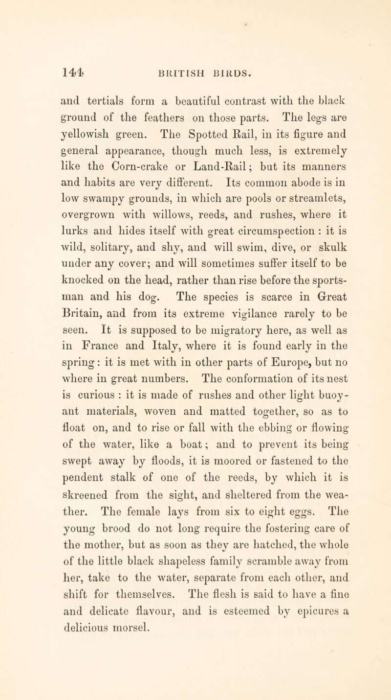and tertials form a beautiful contrast with the black ground of the feathers on those parts. The legs are yellowish green. The Spotted Rail, in its figure and general appearance, though much less, is extremely like the Corn-crake or Land-Rail; but its manners and habits are very different. Its common abode is in low swampy grounds, in which are pools or streamlets, overgrown with willows, reeds, and rushes, where it lurks and hides itself with great circumspection : it is wild, solitary, and shy, and will swim, dive, or skulk under any cover; and will sometimes suffer itself to be knocked on the head, rather than rise before the sports- man and his dog. The species is scarce in Great Britain, and from its extreme vigilance rarely to be seen. It is supposed to be migratory here, as well as in France and Italy, where it is found early in the spring: it is met with in other parts of Europe, but no where in great numbers. The conformation of its nest is curious : it is made of rushes and other light buoy- ant materials, woven and matted together, so as to float on, and to rise or fall with the ebbing or flowing of the water, like a boat; and to prevent its being swept away by floods, it is moored or fastened to the pendent stalk of one of the reeds, by which it is skreened from the sight, and sheltered from the wea- ther. The female lays from six to eight eggs. The young brood do not long require the fostering care of the mother, but as soon as they are hatched, the whole of the little black shapeless family scramble away from her, take to the water, separate from each other, and shift for themselves. The flesh is said to have a fine and delicate flavour, and is esteemed by epicures a delicious morsel.