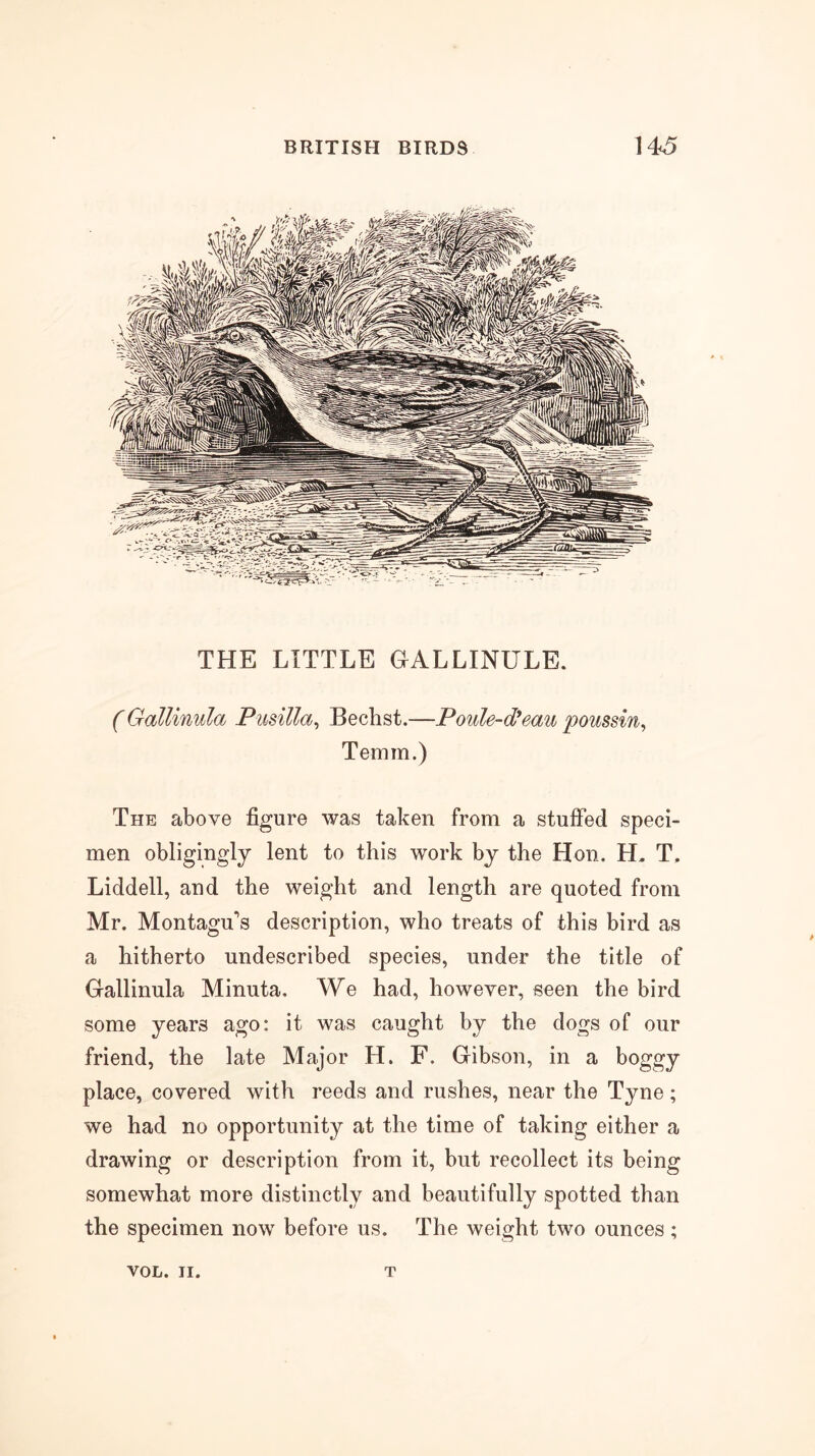 THE LITTLE GALLINULE, ( Gallinula Pusilla^ Bechst.—Poule-d'eau poussin^ Temm.) The above figure was taken from a stuffed speci- men obligingly lent to this work by the Hon. H. T. Liddell, and the weight and length are quoted from Mr. Montagu's description, who treats of this bird as a hitherto undescribed species, under the title of Gallinula Minuta. We had, however, seen the bird some years ago: it was caught by the dogs of our friend, the late Major H. F. Gibson, in a boggy place, covered with reeds and rushes, near the Tyne; we had no opportunity at the time of taking either a drawing or description from it, but recollect its being somewhat more distinctly and beautifully spotted than the specimen now before us. The weight two ounces ; VOL. II. T