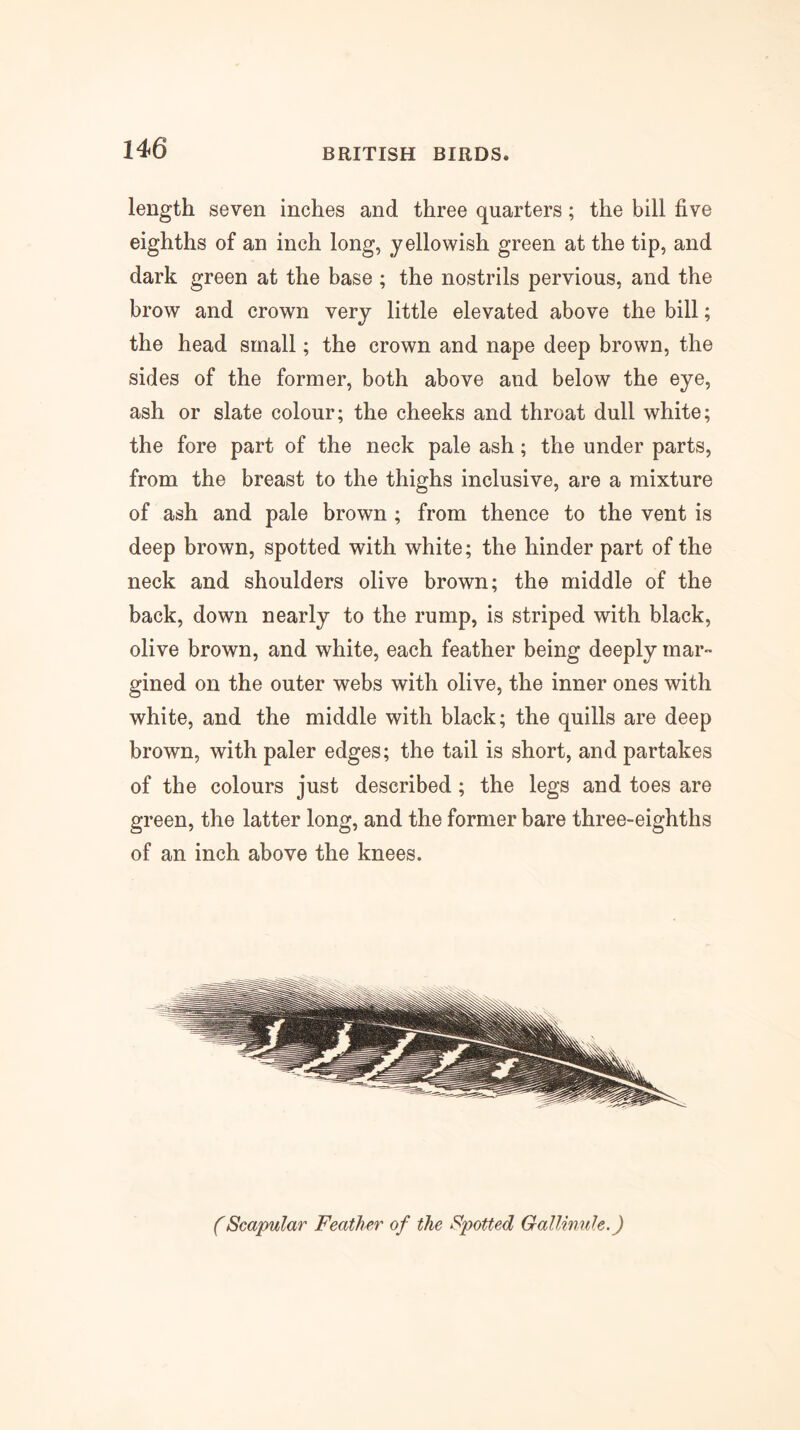 length seven inches and three quarters; the bill five eighths of an inch long, yellowish green at the tip, and dark green at the base ; the nostrils pervious, and the brow and crown very little elevated above the bill; the head small; the crown and nape deep brown, the sides of the former, both above and below the eye, ash or slate colour; the cheeks and throat dull white; the fore part of the neck pale ash; the under parts, from the breast to the thighs inclusive, are a mixture of ash and pale brown ; from thence to the vent is deep brown, spotted with white; the hinder part of the neck and shoulders olive brown; the middle of the back, down nearly to the rump, is striped with black, olive brown, and white, each feather being deeply mar- gined on the outer webs with olive, the inner ones with white, and the middle with black; the quills are deep brown, with paler edges; the tail is short, and partakes of the colours just described; the legs and toes are green, the latter long, and the former bare three-eighths of an inch above the knees. (Scapular Feather of the Spotted GalUmde.)