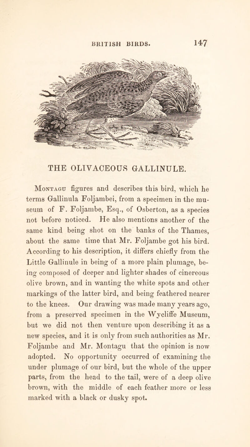 THE OLIVACEOUS CALLINULE. Montagu figures and describes this bird, which he terms Callinula Foljambei, from a specimen in the mu- seum of F. Foljambe, Esq., of Osberton, as a species not before noticed. He also mentions another of the same kind being shot on the banks of the Thames, about the same time that Mr. Foljambe got his bird. According to his description, it differs chiefly from the Little Gallinule in being of a more plain plumage, be- ing composed of deeper and lighter shades of cinereous olive brown, and in wanting the white spots and other markings of the latter bird, and being feathered nearer to the knees. Our drawing was made many years ago, from a preserved specimen in the Wycliffe Museum, but we did not then venture upon describing it as a new species, and it is only from such authorities as Mr. Foljambe and Mr. Montagu that the opinion is now adopted. No opportunity occurred of examining the under plumage of our bird, but the whole of the upper parts, from the head to the tail, were of a deep olive brown, with the middle of each feather more or less marked with a black or dusky spot.