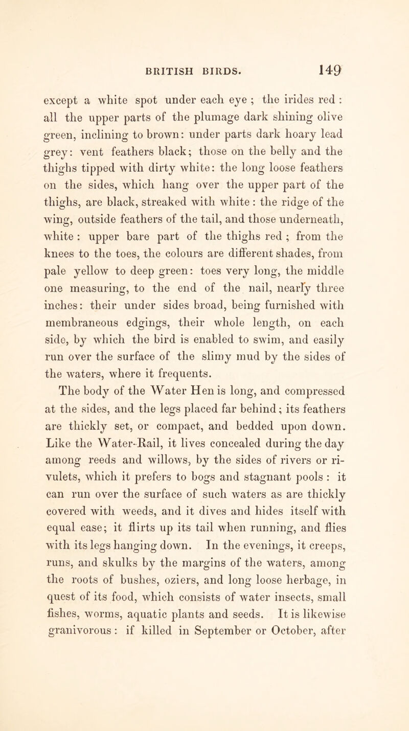 except a white spot under each eye ; the irides red : all the upper parts of the plumage dark shining olive green, inclining to brown: under parts dark hoary lead grey: vent feathers black; those on the belly and the thighs tipped with dirty white: the long loose feathers on the sides, which hang over the upper part of the thighs, are black, streaked with white : the ridge of the wing, outside feathers of the tail, and those underneath, white : upper bare part of the thighs red ; from the knees to the toes, the colours are different shades, from pale yellow to deep green: toes very long, the middle one measuring, to the end of the nail, nearly three inches: their under sides broad, being furnished with membraneous edgings, their whole length, on each side, by which the bird is enabled to swim, and easily run over the surface of the slimy mud by the sides of the waters, where it frequents. The body of the Water Hen is long, and compressed at the sides, and the legs placed far behind; its feathers are thickly set, or compact, and bedded upon down. Like the Water-Rail, it lives concealed during the day among reeds and willows, by the sides of rivers or ri- vulets, which it prefers to bogs and stagnant pools : it can run over the surface of such waters as are thickly covered with weeds, and it dives and hides itself with equal ease; it flirts up its tail when running, and flies with its legs hanging down. In the evenings, it creeps, runs, and skulks by the margins of the waters, among the roots of bushes, oziers, and long loose herbage, in quest of its food, which consists of water insects, small fishes, worms, aquatic plants and seeds. It is likewise granivorous : if killed in September or October, after