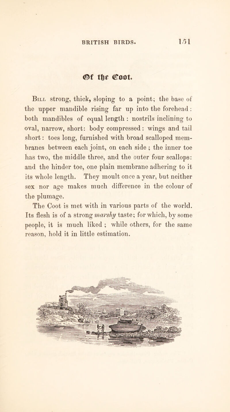 Bill strong, thick, sloping to a point; the base of the upper mandible rising far up into the forehead: both mandibles of equal length : nostrils inclining to oval, narrow, short: body compressed: wings and tail short: toes long, furnished with broad scalloped mem- branes between each joint, on each side ; the inner toe has two, the middle three, and the outer four scallops: and the hinder toe, one plain membrane adhering to it its whole length. They moult once a year, but neither sex nor age makes much difference in the colour of the plumage. The Coot is met with in various parts of the world. Its flesh is of a strong taste; for which, by some people, it is much liked ; while others, for the same reason, hold it in little estimation.