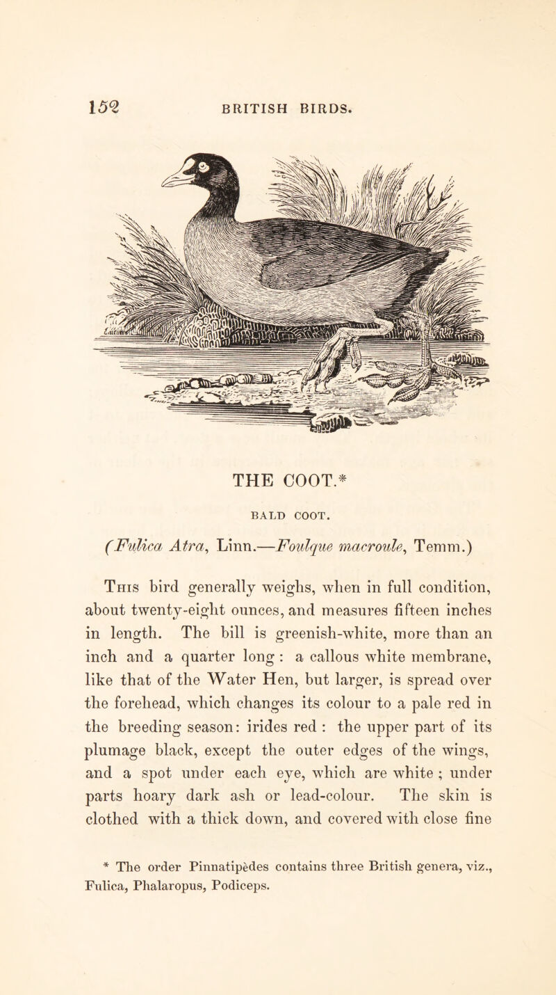 THE COOT,^ BALD COOT. (Fulica Atra^ Linn.—Foidque macroule^ Tennn.) This bird generally weighs, when in full condition, about twenty-eight ounces, and measures fifteen inches in length. The bill is greenish-white, more than an inch and a quarter long : a callous white membrane, like that of the Water Hen, but larger, is spread over the forehead, which changes its colour to a pale red in the breeding season: irides red : the upper part of its plumage black, except the outer edges of the wings, and a spot under each eye, which are white ; under parts hoary dark ash or lead-colour. The skin is clothed with a thick down, and covered with close fine * The order Pinnatipedes contains three British genera, viz., Fnlica, Phalaropus, Podiceps.