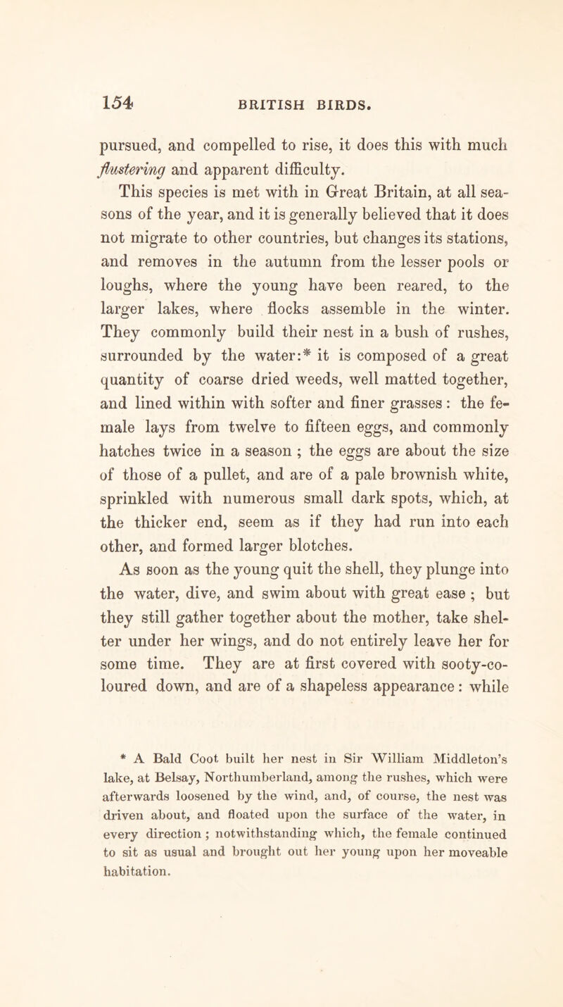 pursued, and compelled to rise, it does this with much flustering and apparent difficulty. This species is met with in Great Britain, at all sea- sons of the year, and it is generally believed that it does not migrate to other countries, but changes its stations, and removes in the autumn from the lesser pools or loughs, where the young have been reared, to the larger lakes, where flocks assemble in the winter. They commonly build their nest in a bush of rushes, surrounded by the water:* it is composed of a great quantity of coarse dried weeds, well matted together, and lined within with softer and finer grasses : the fe- male lays from twelve to fifteen eggs, and commonly hatches twice in a season ; the eggs are about the size of those of a pullet, and are of a pale brownish white, sprinkled with numerous small dark spots, which, at the thicker end, seem as if they had run into each other, and formed larger blotches. As soon as the young quit the shell, they plunge into the water, dive, and swim about with great ease ; but they still gather together about the mother, take shel- ter under her wings, and do not entirely leave her for some time. They are at first covered with sooty-co- loured down, and are of a shapeless appearance: while * A Bald Coot built her nest in Sir William Middleton’s lake, at Belsay, Northumberland, among the rushes, which were afterwards loosened by the wind, and, of course, the nest was driven about, and floated upon the surface of the water, in every direction; notwithstanding which, the female continued to sit as usual and brought out her young upon her moveable habitation.