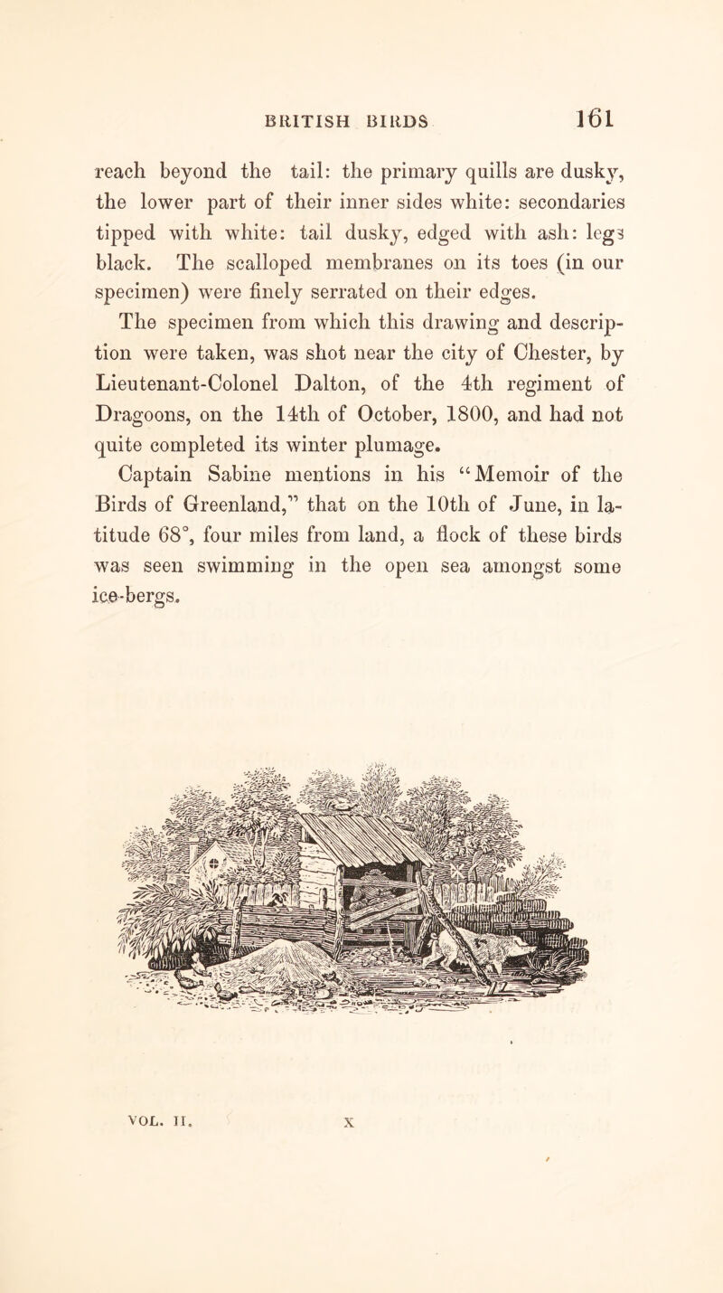 reach beyond the tail: the primary quills are dusky, the lower part of their inner sides white: secondaries tipped with white: tail dusky, edged with ash: legs black. The scalloped membranes on its toes (in our specimen) were finely serrated on their edges. The specimen from which this drawing and descrip- tion were taken, was shot near the city of Chester, by Lieutenant-Colonel Dalton, of the 4th regiment of Dragoons, on the 14th of October, 1800, and had not quite completed its winter plumage. Captain Sabine mentions in his “Memoir of the Birds of Greenland,” that on the 10th of June, in la- titude 68°, four miles from land, a flock of these birds was seen swimming in the open sea amongst some ice-bergs. VOL. II. X