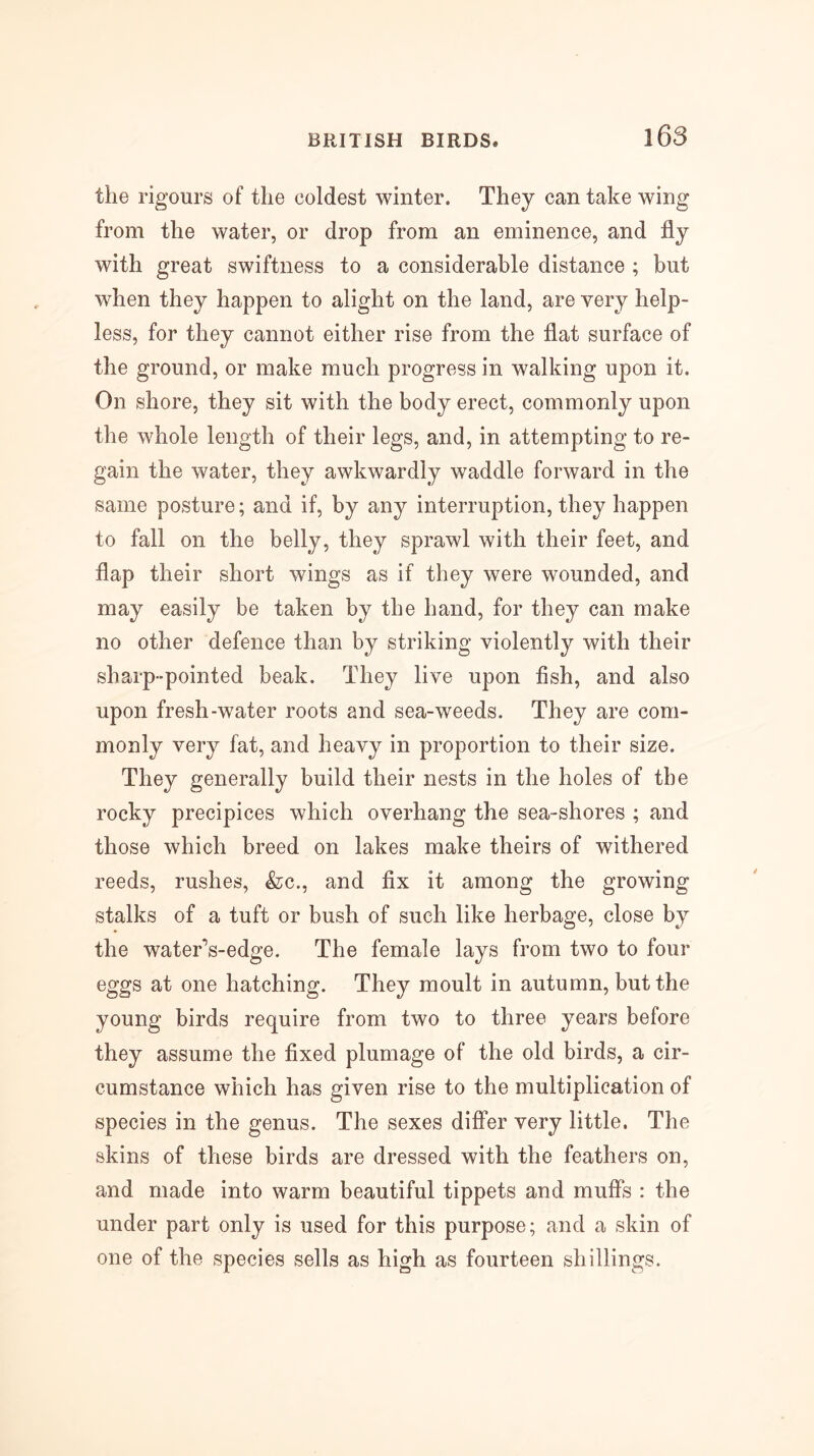 the rigours of the coldest winter. They can take wing from the water, or drop from an eminence, and fly with great swiftness to a considerable distance ; but when they happen to alight on the land, are very help- less, for they cannot either rise from the flat surface of the ground, or make much progress in walking upon it. On shore, they sit with the body erect, commonly upon the whole length of their legs, and, in attempting to re- gain the water, they awkwardly waddle forward in the same posture; and if, by any interruption, they happen to fall on the belly, they sprawl with their feet, and flap their short wings as if they were wounded, and may easily be taken by the hand, for they can make no other defence than by striking violently with their sharp-pointed beak. They live upon fish, and also upon fresh-water roots and sea-weeds. They are com- monly very fat, and heavy in proportion to their size. They generally build their nests in the holes of the rocky precipices which overhang the sea-shores ; and those which breed on lakes make theirs of withered reeds, rushes, &:c., and fix it among the growing stalks of a tuft or bush of such like herbage, close by the water’s-edge. The female lays from two to four eggs at one hatching. They moult in autumn, but the young birds require from two to three years before they assume the fixed plumage of the old birds, a cir- cumstance which has given rise to the multiplication of species in the genus. The sexes differ very little. The skins of these birds are dressed with the feathers on, and made into warm beautiful tippets and muffs : the under part only is used for this purpose; and a skin of one of the species sells as high as fourteen shillings.