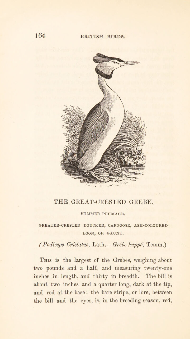 THE GREAT-CRESTED GREBE. SUMMER PLUMAGE. GREATER-CRESTED DOUCKER, CARGOOSE, ASH-COLOURED LOON, OR GAUNT. (Podiceps Cristatus^ Lath.—Grebe huppe^ Temm.) This is the largest of the Grebes, weighing about two pounds and a half, and measuring twenty-one inches in length, and thirty in breadth. The bill is about two inches and a quarter long, dark at the tip, and red at the base: the bare stripe, or lore, between the bill and the eyes, is, in the breeding season, red.