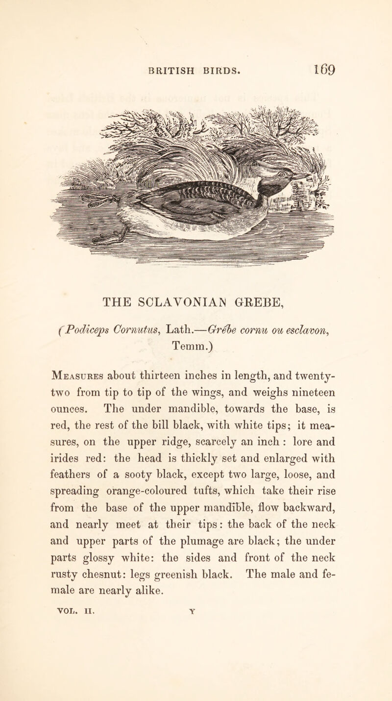 THE SOLAVONIAIN GREBE, (Podiceps Cornutus^ Lath.—Grebe cornu ou esclawn^ Temm.) Measures about thirteen inches in length, and twenty- two from tip to tip of the wings, and weighs nineteen ounces. The under mandible, towards the base, is red, the rest of the bill black, with white tips; it mea- sures, on the upper ridge, scarcely an inch : lore and irides red: the head is thickly set and enlarged with feathers of a sooty black, except two large, loose, and spreading orange-coloured tufts, which take their rise from the base of the upper mandible, flow backward, and nearly meet at their tips: the back of the neck and upper parts of the plumage are black; the under parts glossy white: the sides and front of the neck rusty chesnut: legs greenish black. The male and fe- male are nearly alike. VOL. II. Y