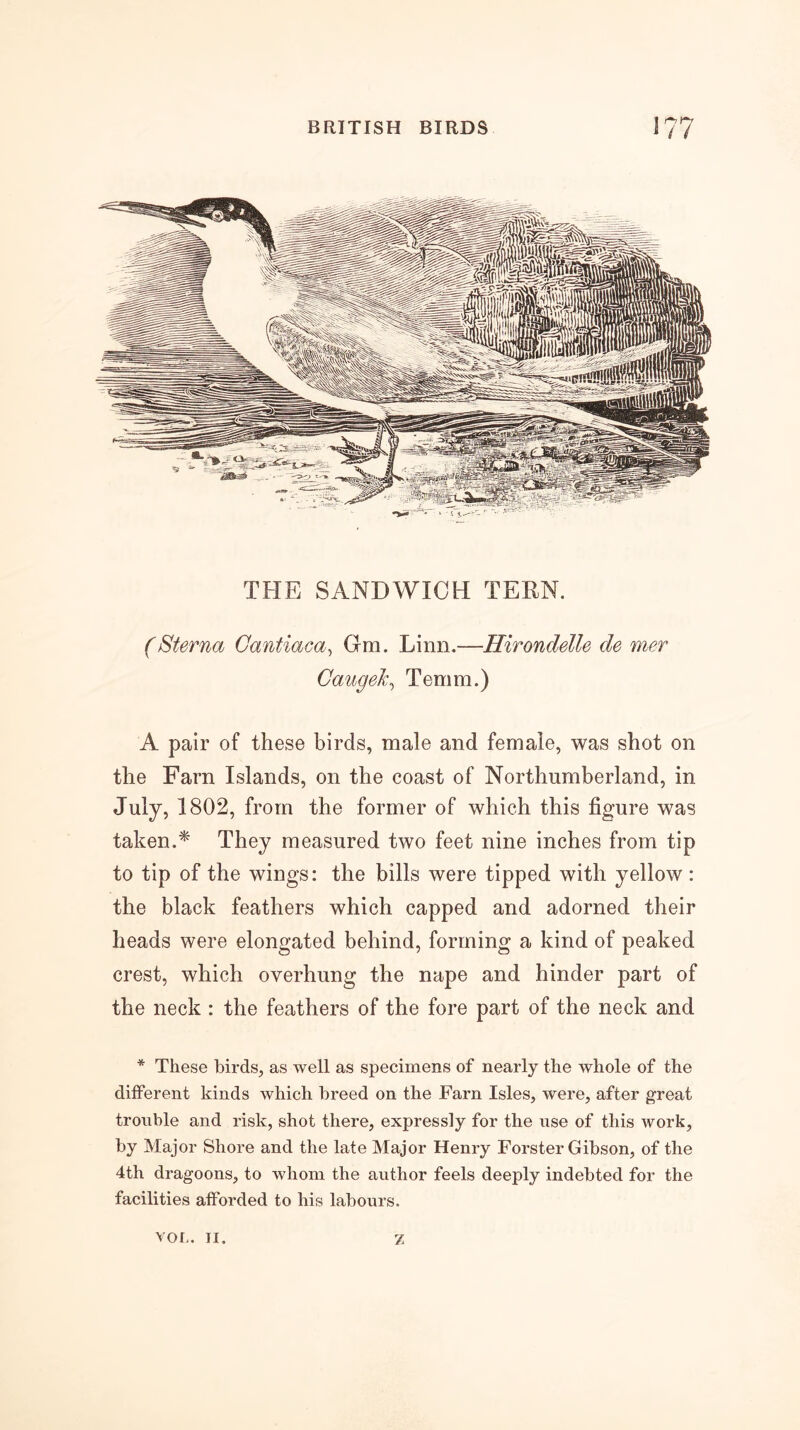 THE SANDWICH TERN. (Sterna Cantiaca^ Cm. Linn.—Hirondelle de mer CaugeJc^ Temm.) A pair of these birds, male and female, was shot on the Earn Islands, on the coast of Northumberland, in July, 1802, from the former of which this figure was taken.* They measured two feet nine inches from tip to tip of the wings: the bills were tipped with yellow : the black feathers which capped and adorned their heads were elongated behind, forming a kind of peaked crest, which overhung the nape and hinder part of the neck : the feathers of the fore part of the neck and * These birds, as well as specimens of nearly the whole of the different kinds which breed on the Farn Isles, were, after great trouble and risk, shot there, expressly for the use of this work, by Major Shore and the late Major Henry Forster Gibson, of the 4th dragoons, to whom the author feels deeply indebted for the facilities afforded to his labours.