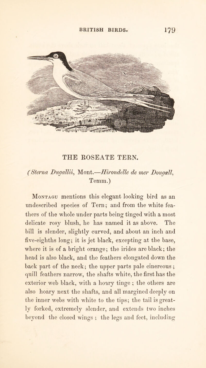 THE ROSEATE TERN. (Sterna Dugallii^ Mont.—Hirondelle de mer Dougall, Temm.) Montagu mentions this elegant looking bird as an undescribed species of Tern; and from the white fea- thers of the whole under parts being tinged with a most delicate rosy blush, he has named it as above. The bill is slender, slightly curved, and about an inch and five-eighths long; it is jet black, excepting at the base, where it is of a bright orange; the irides are black; the head is also black, and the feathers elongated down the back part of the neck; the upper parts pale cinereous; quill feathers narrow, the shafts white, the first has the exterior web black, with a hoary tinge ; the others are also hoary next the shafts, and all margined deeply on the inner webs with white to the tips; the tail is great- ly forked, extremely slender, and extends two inches beyond the closed wings ; the legs and feet, including