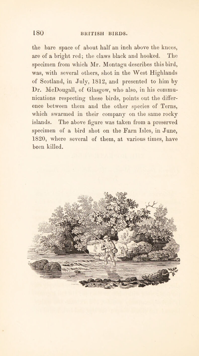 the bare space of about half an inch above the knees, are of a bright red; the claws black and hooked. The specimen from which Mr. Montagu describes this bird, was, with several others, shot in the West Highlands of Scotland, in July, 1812, and presented to him by Dr. McDougall, of Glasgow, who also, in his commu- nications respecting these birds, points out the differ- ence between them and the other species of Terns, which swarmed in their company on the same rocky islands. The above figure was taken from a preserved specimen of a bird shot on the Farn Isles, in June, 1820, where several of them, at various times, have been killed.