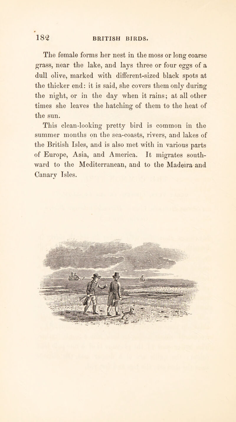 18^ The female forms her nest in the moss or long coarse grass, near the lake, and lays three or four eggs of a dull olive, marked with different-sized black spots at the thicker end: it is said, she covers them only during the night, or in the day when it rains; at all other times she leaves the hatching of them to the heat of the sun. This clean-looking pretty bird is common in the summer months on the sea-coasts, rivers, and lakes of the British Isles, and is also met with in various parts of Europe, Asia, and America. It migrates south- ward to the Mediterranean, and to the Madeira and Oanarv Isles.