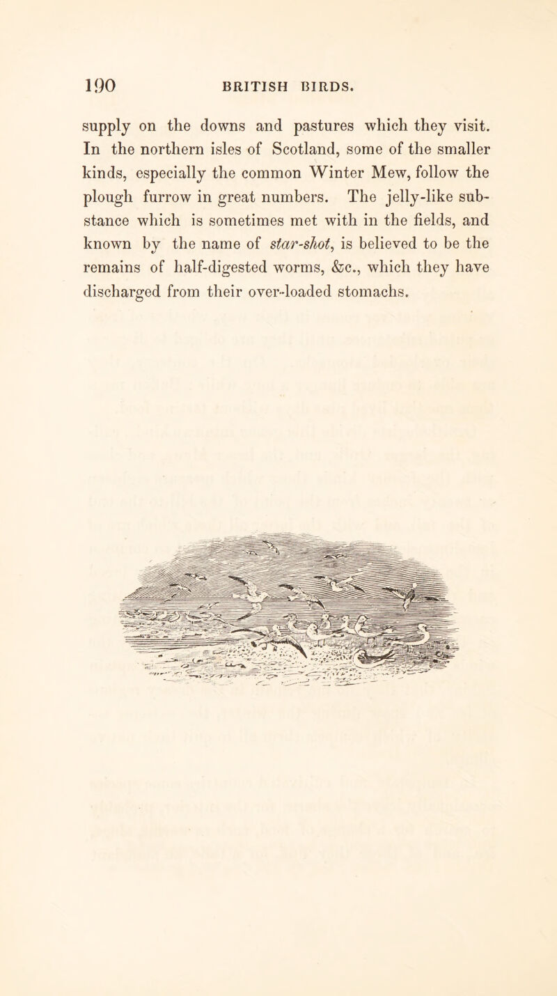 supply on the downs and pastures which they visit. In the northern isles of Scotland, some of the smaller kinds, especially the common Winter Mew, follow the plough furrow in great numbers. The jelly-like sub- stance which is sometimes met with in the fields, and known by the name of star-shot, is believed to be the remains of half-digested worms, &c., which they have discharged from their over-loaded stomachs.