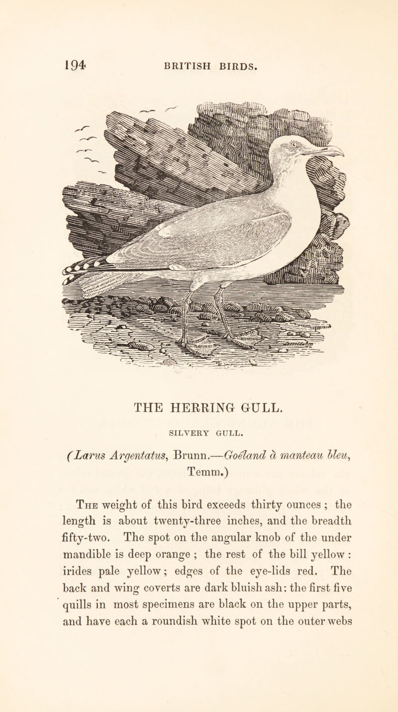 THE HERRING GULL. SILVERY GULL. (Larus Argentatus^ Brunn.—Goeland d manteau hleu^ Temm.) The weight of this bird exceeds thirty ounces ; the length is about twenty-three inches, and the breadth fifty-two. The spot on the angular knob of the under mandible is deep orange ; the rest of the bill yellow : irides pale yellow; edges of the eye-lids red. The back and wing coverts are dark bluish ash: the first five quills in most specimens are black on the upper parts, and have each a roundish white spot on the outer webs