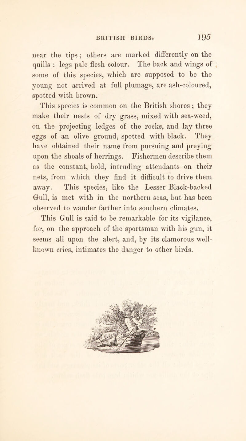 near the tips; others are marked differently on the quills : legs pale flesh colour. The back and wings of , some of this species, which are supposed to be the young not arrived at full plumage, are ash-coloured, spotted with brown. This species is common on the British shores; they make their nests of dry grass, mixed with sea-weed, on the projecting ledges of the rocks, and lay three eggs of an olive ground, spotted with black. They have obtained their name from pursuing and preying upon the shoals of herrings. Fishermen describe them as the constant, bold, intruding attendants on their nets, from which they find it difiicult to drive them away. This species, like the Lesser Black-backed Gull, is met with in the northern seas, but has been observed to wander farther into southern climates. This Gull is said to be remarkable for its vigilance, for, on the approach of the sportsman wdth his gun, it seems all upon the alert, and, by its clamorous well- known cries, intimates the danger to other birds.