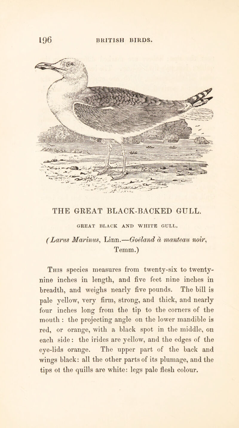 THE GREAT BLACK-BACKED GULL. GREAT BLACK AND WHITE GULL. (Larus Marinus, hmn.^Goeland d manteau noir^ Temm.) This species measures from twenty-six to twenty- nine inches in length, and five feet nine inches in breadth, and weighs nearly five pounds. The bill is pale yellow, very firm, strong, and thick, and nearly four inches long from the tip to the corners of the mouth : the projecting angle on the lower mandible is red, or orange, with a black spot in the middle, on each side : the irides are yellow, and the edges of the eye-lids orange. The upper part of the back and wings black: all the other parts of its plumage, and the tips ot the quills are white: legs pale flesh colour.