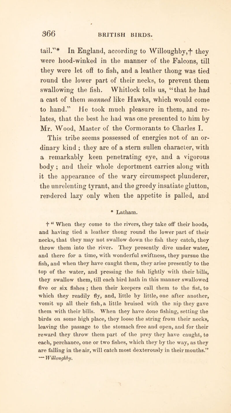 In England, according to Willoughby, j* they were hood-winked in the manner of the Falcons, till they were let off to fish, and a leather thong was tied round the lower part of their necks, to prevent them swallowing the fish. Whitlock tells us, “that he had a cast of them manned like Hawks, which would come to hand.’’ He took much pleasure in them, and re- lates, that the best he had was one presented to him by Mr. Wood, Master of the Cormorants to Charles I. This tribe seems possessed of energies not of an or- dinary kind ; they are of a stern sullen character, with a remarkably keen penetrating eye, and a vigorous body; and their whole deportment carries along with it the appearance of the wary circumspect plunderer, the unrelenting tyrant, and the greedy insatiate glutton, rendered lazy only when the appetite is palled, and * Latham. +  When they come to the rivers, they take off their hoods, and having tied a leather thong round the lower part of their necks, that they may not swallow down the fish they catch, they throw them into the river. They presently dive under water, and there for a time, with wonderful swiftness, they pursue the fish, and when they have caught them, they arise presently to the top of the water, and pressing the fish lightly with their bills, they swallow them, till each bird hath in this manner swallowed five or six fishes ; then their keepers call them to the fist, to which they readily fly, and, little by little, one after another, vomit up all their fish, a little bruised with the nip they gave them with their bills. When they have done fishing, setting the birds on some high place, they loose the string from their necks, leaving the passage to the stomach free and open, and for their reward they throw them part of the prey they have caught, to each, perchance, one or two fishes, which they by the way, as they are falling in the air, will catch most dexterously in their mouths.” — WiRoughby,