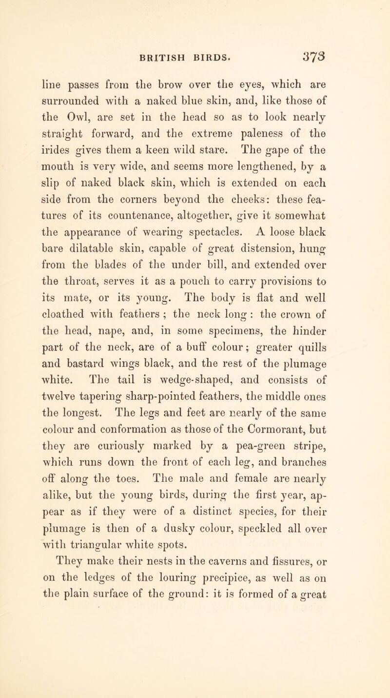 line passes from the brow over the eyes, which are surrounded with a naked blue skin, and, like those of the Owl, are set in the head so as to look nearly straight forward, and the extreme paleness of the irides gives them a keen wild stare. The gape of the mouth is very wide, and seems more lengthened, by a slip of naked black skin, which is extended on each side from the corners beyond the cheeks: these fea- tures of its countenance, altogether, give it somewhat the appearance of wearing spectacles. A loose black bare dilatable skin, capable of great distension, hung from the blades of the under bill, and extended over the throat, serves it as a pouch to carry provisions to its mate, or its young. The body is flat and well cloathed with feathers ; the neck lonof: the crown of the head, nape, and, in some specimens, the hinder part of the neck, are of a bulF colour; greater quills and bastard wings black, and the rest of the plumage white. The tail is wedge-shaped, and consists of twelve tapering sharp-pointed feathers, the middle ones the longest. The legs and feet are nearly of the same colour and conformation as those of the Cormorant, but they are curiously marked by a pea-green stripe, which runs down the front of each leg, and branches off along the toes. The male and female are nearly alike, but the young birds, during the first year, ap- pear as if they were of a distinct species, for their plumage is then of a dusky colour, speckled all over with triangular white spots. They make their nests in the caverns and fissures, or on the ledges of the louring precipice, as well as on the plain surface of the ground: it is formed of a great