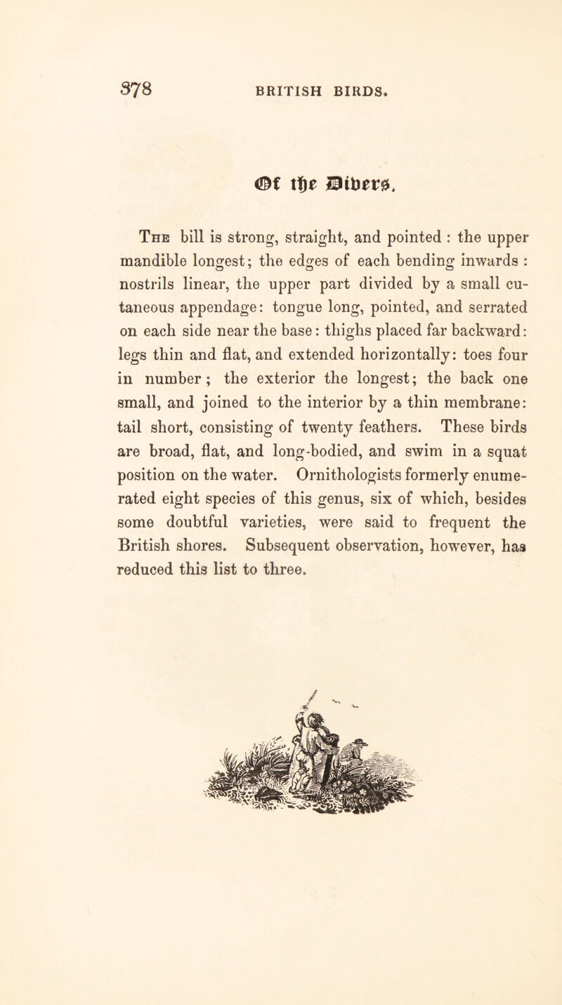 The bill is strong, straight, and pointed : the upper mandible longest; the edges of each bending inwards : nostrils linear, the upper part divided by a small cu- taneous appendage: tongue long, pointed, and serrated on each side near the base: thighs placed far backward: legs thin and flat, and extended horizontally: toes four in number; the exterior the longest; the back one small, and joined to the interior by a thin membrane: tail short, consisting of twenty feathers. These birds are broad, flat, and long-bodied, and swim in a squat position on the water. Ornithologists formerly enume- rated eight species of this genus, six of which, besides some doubtful varieties, were said to frequent the British shores. Subsequent observation, however, has reduced this list to three.