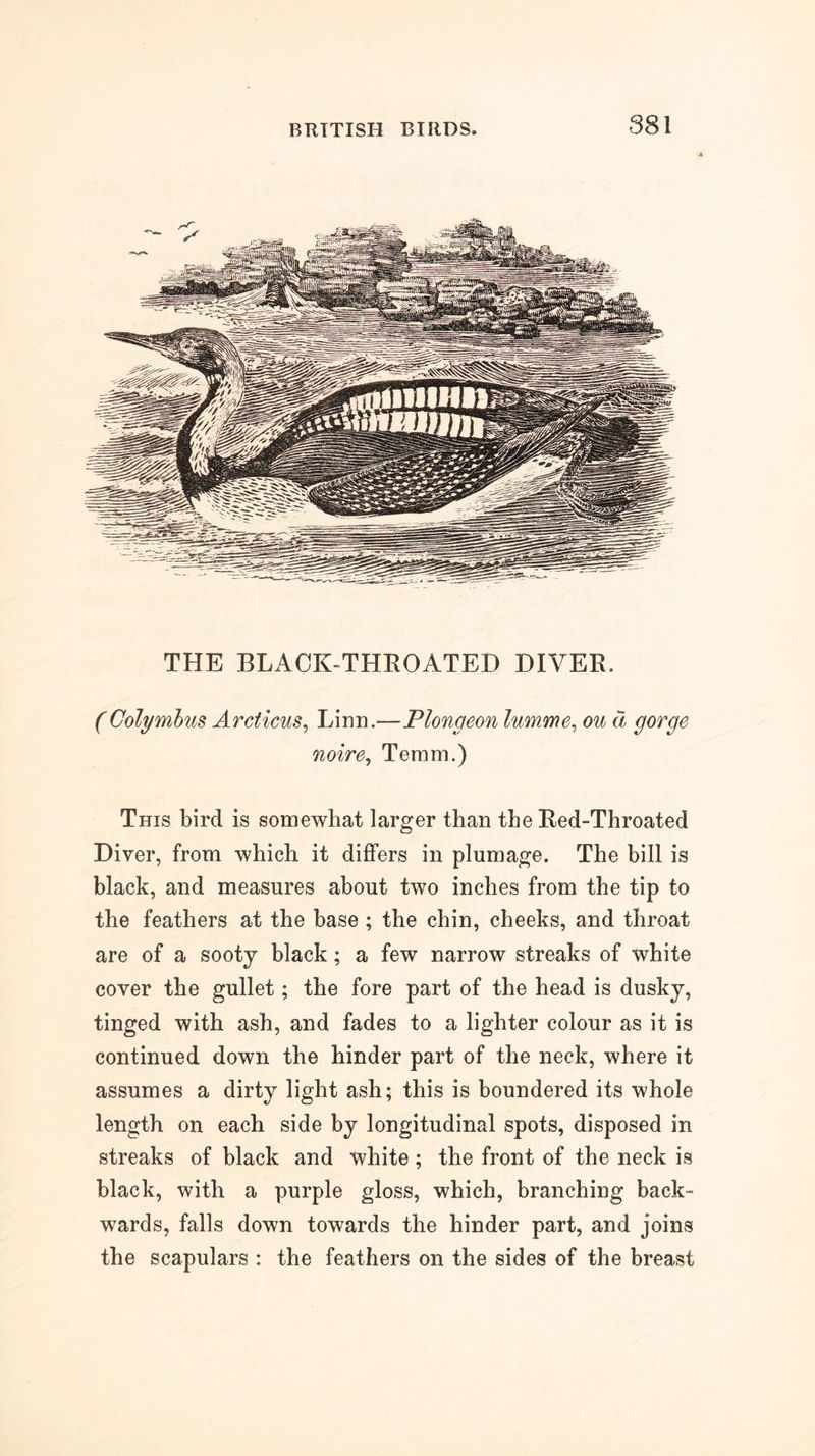 THE BLACK-THROATED DIVER. (Colymbus Arcticus^ Linn.—Plongeon lumme^ ou a gorge noire^ Teram.) This bird is somewhat larger than the Red-Throated Diver, from which it differs in plumage. The hill is black, and measures about two inches from the tip to the feathers at the base ; the chin, cheeks, and throat are of a sooty black; a few narrow streaks of white cover the gullet; the fore part of the head is dusky, tinged with ash, and fades to a lighter colour as it is continued down the hinder part of the neck, where it assumes a dirty light ash; this is boundered its whole length on each side by longitudinal spots, disposed in streaks of black and white ; the front of the neck is black, with a purple gloss, which, branching back- wards, falls down towards the hinder part, and joins the scapulars : the feathers on the sides of the breast