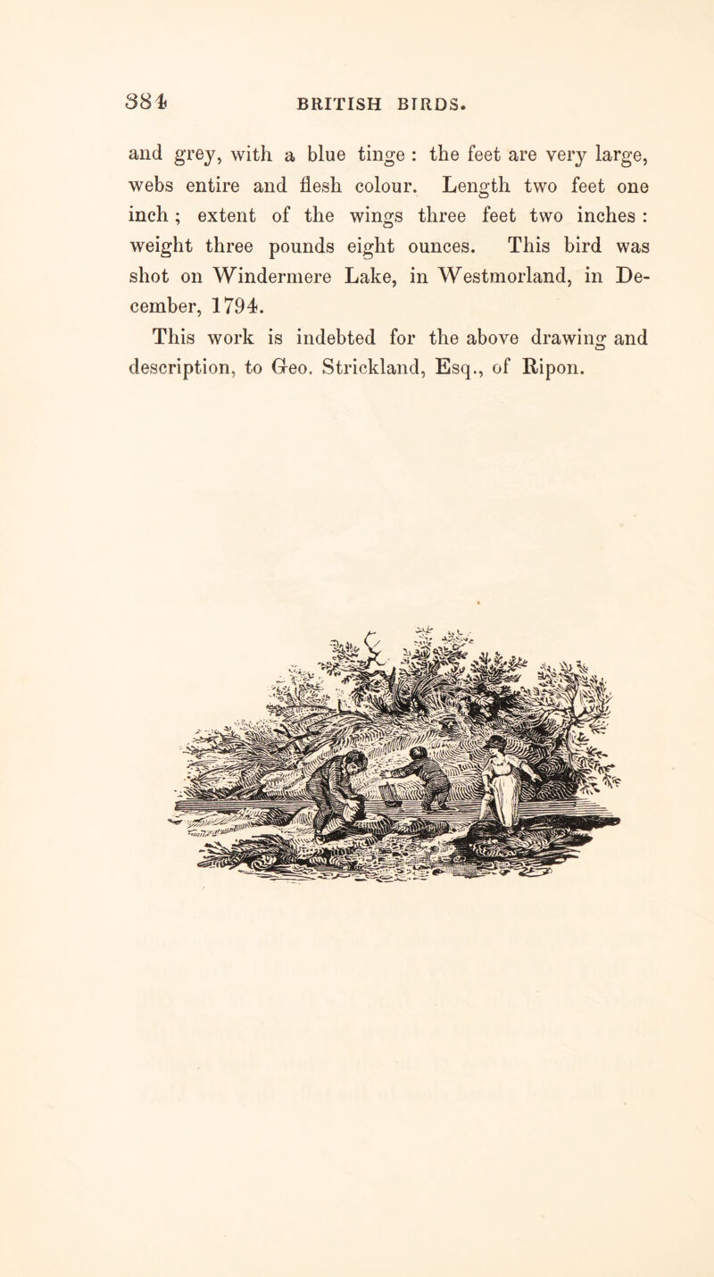 and grey, with a blue tinge : the feet are very large, webs entire and flesh colour. Length two feet one inch; extent of the wings three feet two inches : weight three pounds eight ounces. This bird was shot on Windermere Lake, in Westmorland, in De- cember, 1794. This work is indebted for the above drawing: and o description, to Geo. Strickland, Esq., of Ripon.