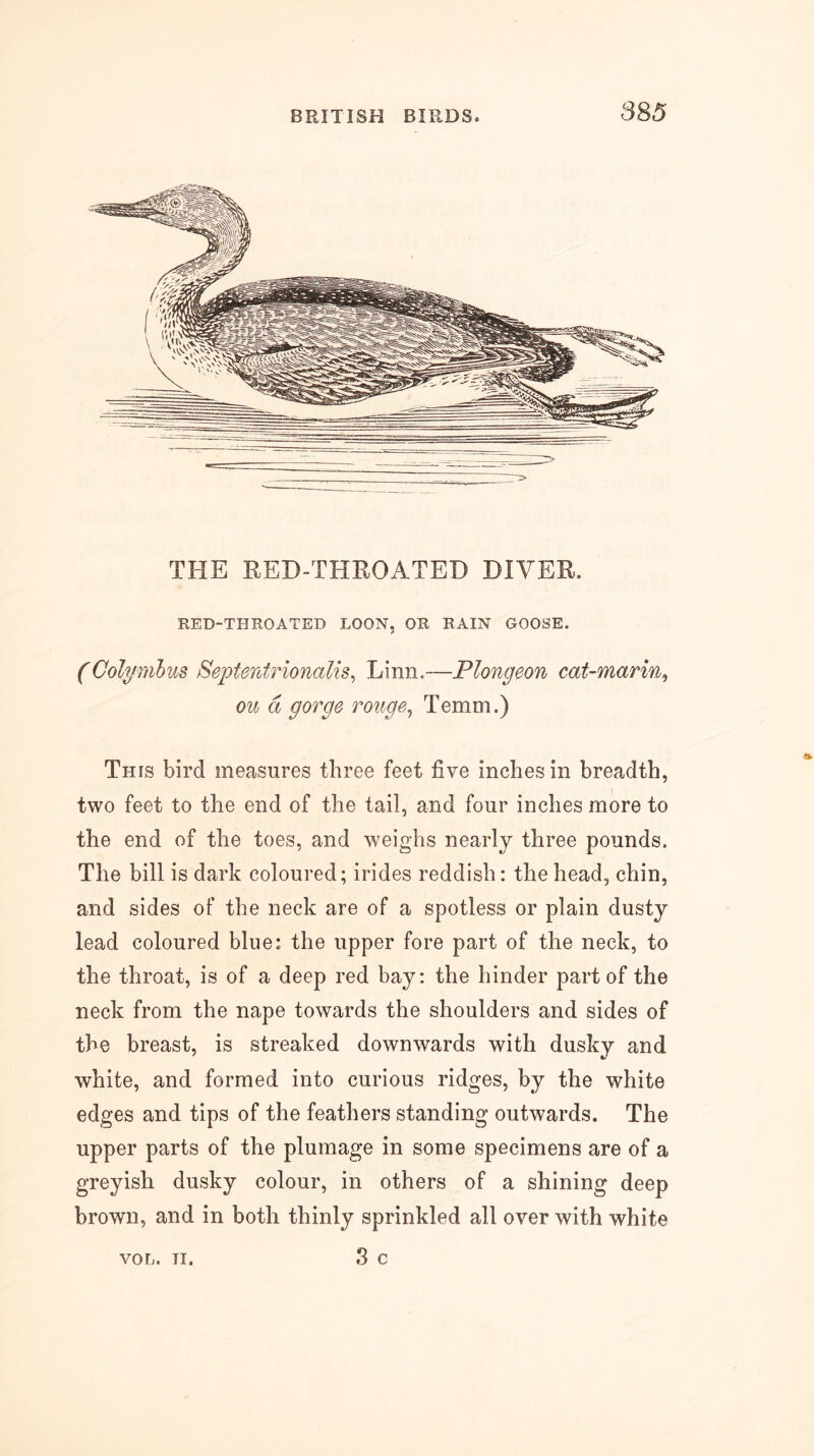 THE RED-THROATED DIVER. RED-THROATED LOON, OR RAIN GOOSE. (Col^'mhus Septentrionalis, Linn.—Plongeon cat-marin^ ou d gorge rouge^ Temm.) This bird measures three feet five inches in breadth, two feet to the end of the tail, and four inches more to the end of the toes, and weighs nearly three pounds. The bill is dark coloured; irides reddish: the head, chin, and sides of the neck are of a spotless or plain dusty lead coloured blue: the upper fore part of the neck, to the throat, is of a deep red bay: the hinder part of the neck from the nape towards the shoulders and sides of the breast, is streaked downwards with dusky and white, and formed into curious ridges, by the white edges and tips of the feathers standing outwards. The upper parts of the plumage in some specimens are of a greyish dusky colour, in others of a shining deep brown, and in both thinly sprinkled all over with white 3 c VOL. TI.