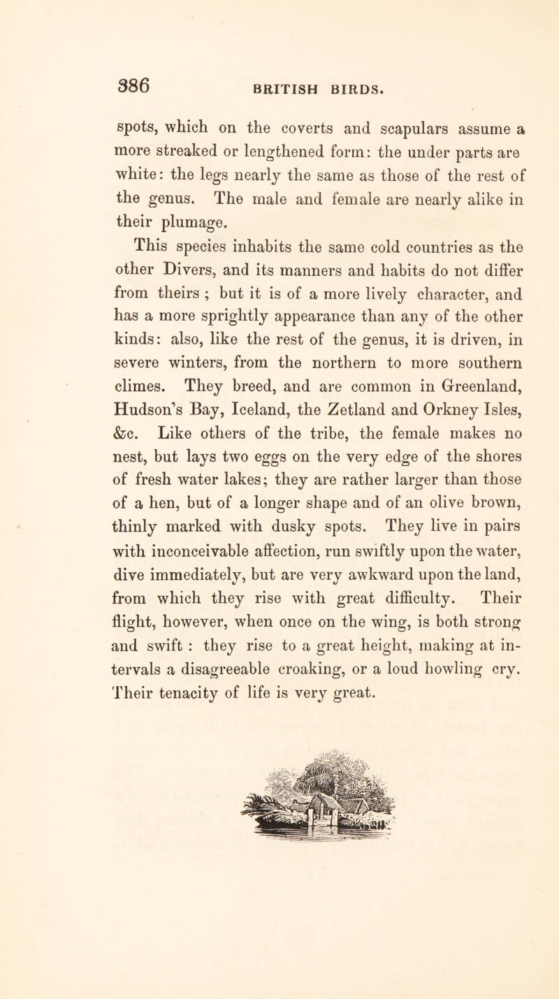 spots, which on the coverts and scapulars assume a more streaked or lengthened form: the under parts are white: the legs nearly the same as those of the rest of the genus. The male and female are nearly alike in their plumage. This species inhabits the same cold countries as the other Divers, and its manners and habits do not differ from theirs ; but it is of a more lively character, and has a more sprightly appearance than any of the other kinds: also, like the rest of the genus, it is driven, in severe winters, from the northern to more southern climes. They breed, and are common in Greenland, Hudson’s Bay, Iceland, the Zetland and Orkney Isles, &c. Like others of the tribe, the female makes no nest, but lays two eggs on the very edge of the shores of fresh water lakes; they are rather larger than those of a hen, but of a longer shape and of an olive brown, thinly marked with dusky spots. They live in pairs with inconceivable affection, run swiftly upon the water, dive immediately, but are very awkward upon the land, from which they rise with great difficulty. Their flight, however, when once on the wing, is both strong and swift : they rise to a great height, making at in- tervals a disagreeable croaking, or a loud howling cry. Their tenacity of life is very great.