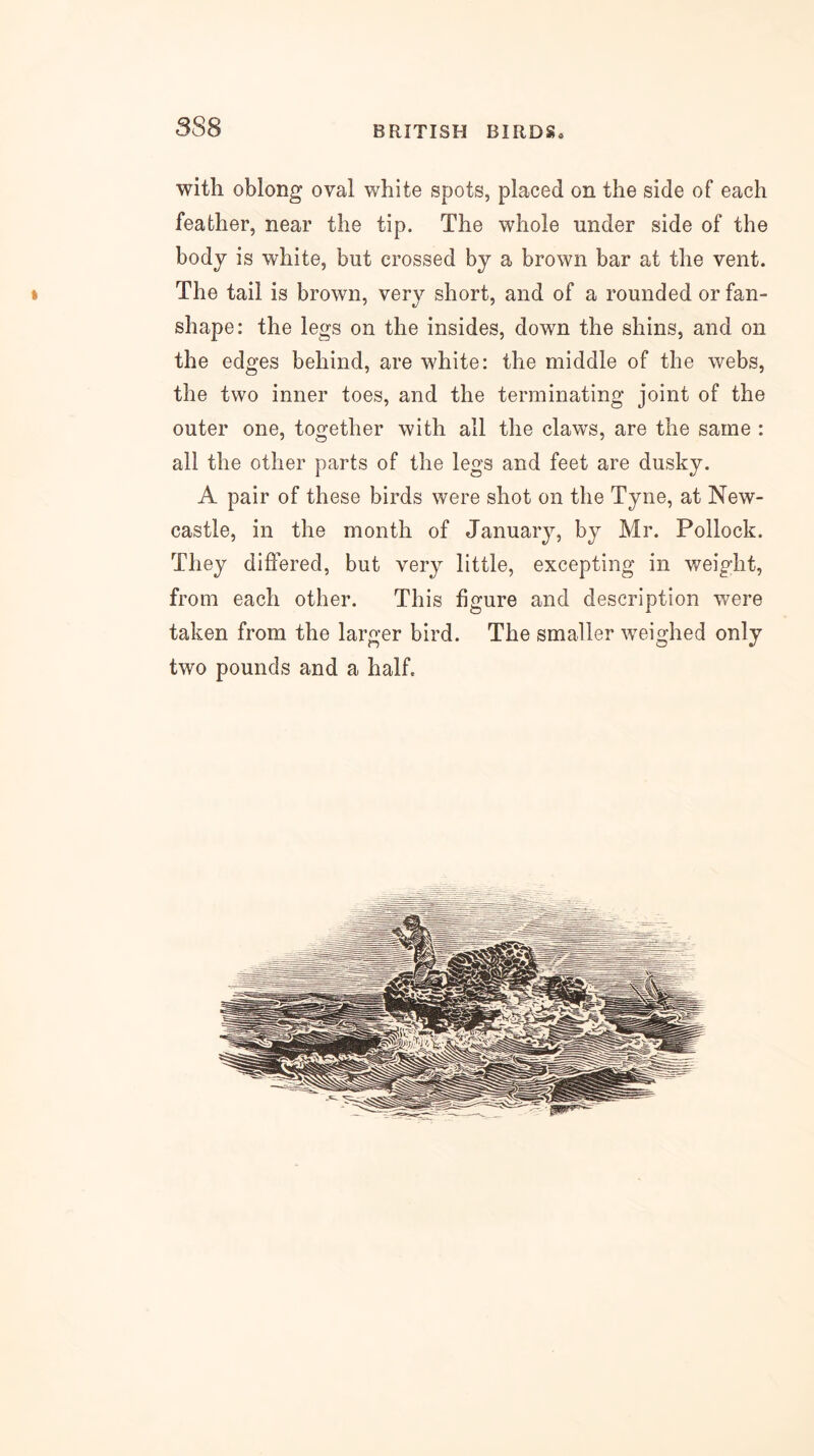 8S8 with oblong oval white spots, placed on the side of each feather, near the tip. The whole under side of the body is white, but crossed by a brown bar at the vent, t The tail is brown, very short, and of a rounded or fan- shape: the legs on the insides, down the shins, and on the edges behind, are white: the middle of the webs, the two inner toes, and the terminating joint of the outer one, together with all the claws, are the same : all the other parts of the legs and feet are dusky. A pair of these birds were shot on the Tyne, at New- castle, in the month of January, by Mr. Pollock. They differed, but very little, excepting in weight, from each other. This figure and description were taken from the larger bird. The smaller w'eighed only two pounds and a half.