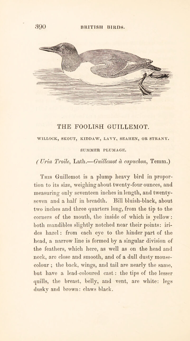 THE FOOLISH GUILLEMOT. WILLOCK, SKOUT, KIDDAW, LAVY, SEAHEN, OR STRANY. SUMMER PLUMAGE. ( Uria Troile^ Lath.—Guillemot a capuchon^ Temm.) This Guillemot is a plump heavy bird in propor- tion to its size, weighing about twenty-four ounces, and measuring only seventeen inches in length, and twenty- seven and a half in breadth. Bill bluish-black, about two inches and three quarters long, from the tip to the corners of the mouth, the inside of which is yellow : both mandibles slightly notched near their points: iri- des hazel: from each eye to the hinder part of the head, a narrow line is formed by a singular division of the feathers, which here, as well as on the head and neck, are close and smooth, and of a dull dusty mouse- colour ; the back, wings, and tail are nearly the same, but have a lead*coloured cast: the tips of the lesser quills, the breast, belly, and vent, are white: legs duskv and brown: claws black.