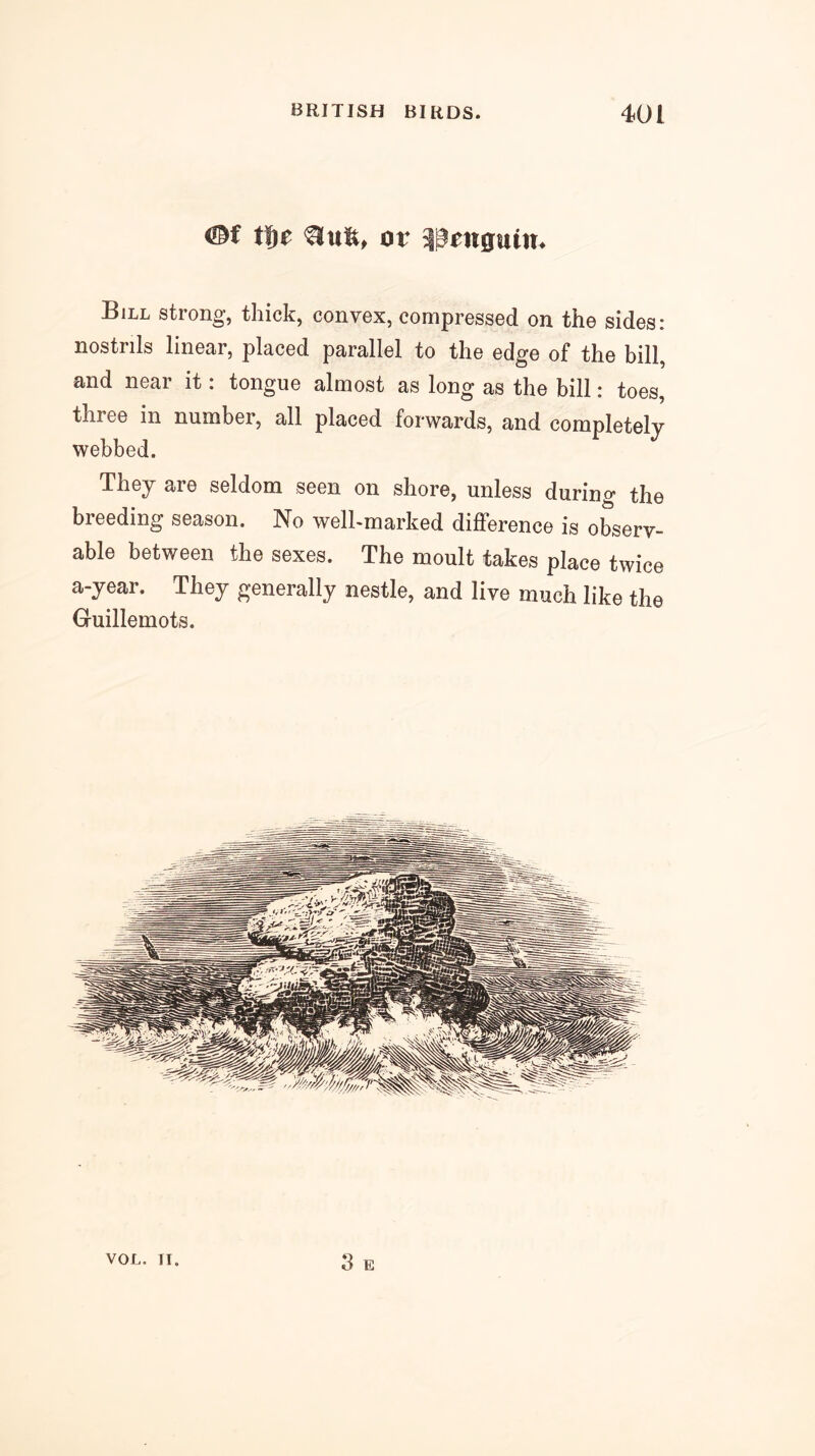 i3f tfte or Bill strong, thick, convex, compressed on the sides: nostrils linear, placed parallel to the edge of the bill, and near it: tongue almost as long as the bill: toes, three in number, all placed forwards, and completely webbed. They are seldom seen on shore, unless durino* the breeding season. No well-marked difference is observ- able between the sexes. The moult takes place twice a-year. They generally nestle, and live much like the Guillemots. 3 E VOL. II