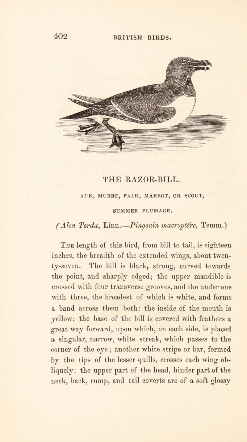 THE EAZOR-BILL. AUK, MURRE, FALK, MARROT, OR SCOUT, SUMMER PLUMAGE. (Aha Torda^ Linn.—Pingoidn macroptere, Temm.) The length of this bird, from bill to tail, is eighteen inches, the breadth of the extended wings, about twen- ty-seven. The bill is black, strong, curved towards the point, and sharply edged; the upper mandible is crossed with four transverse grooves, and the under one with three, the broadest of which is white, and forms a band across them both: the inside of the mouth is yellow: the base of the bill is covered with feathers a great way forward, upon which, on each side, is placed a singular, narrow, white streak, which passes to the corner of the eye; another white stripe or bar, formed by the tips of the lesser quills, crosses each wing ob- liquely: the upper part of the head, hinder part of the neck, back, rump, and tail coverts are of a soft glossy