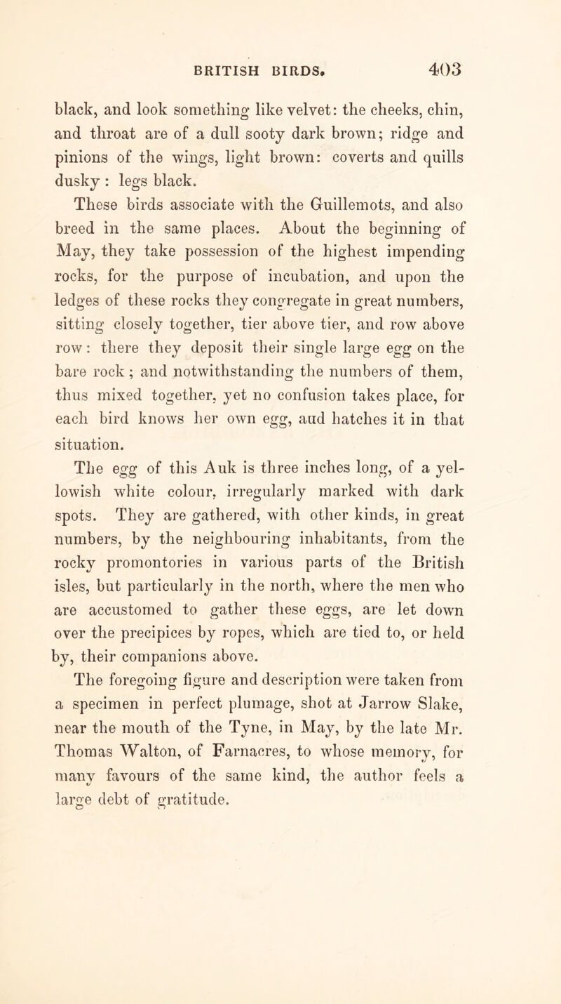 black, and look something like velvet: the cheeks, chin, and throat are of a dull sooty dark brown; ridge and pinions of the wings, light brown: coverts and quills dusky : legs black. These birds associate with the Guillemots, and also breed in the same places. About the beginning of May, they take possession of the highest impending rocks, for the purpose of incubation, and upon the ledges of these rocks they congregate in great numbers, sitting closely together, tier above tier, and row above row: there they deposit their single large egg on the bare rock; and notwithstanding the numbers of them, thus mixed together, yet no confusion takes place, for each bird knows her own egg, aud hatches it in that situation. The egg of this Auk is three inches long, of a yel- lowish white colour, irregularly marked with dark spots. They are gathered, with other kinds, in great numbers, by the neighbouring inhabitants, from the rocky promontories in various parts of the British isles, but particularly in the north, where the men who are accustomed to gather these eggs, are let down over the precipices by ropes, which are tied to, or held by, their companions above. The foregoing figure and description were taken from a specimen in perfect plumage, shot at Jarrow Slake, near the mouth of the Tyne, in May, by the late Mr. Thomas Walton, of Farnacres, to whose memory, for manv favours of the same kind, the author feels a large debt of gratitude.