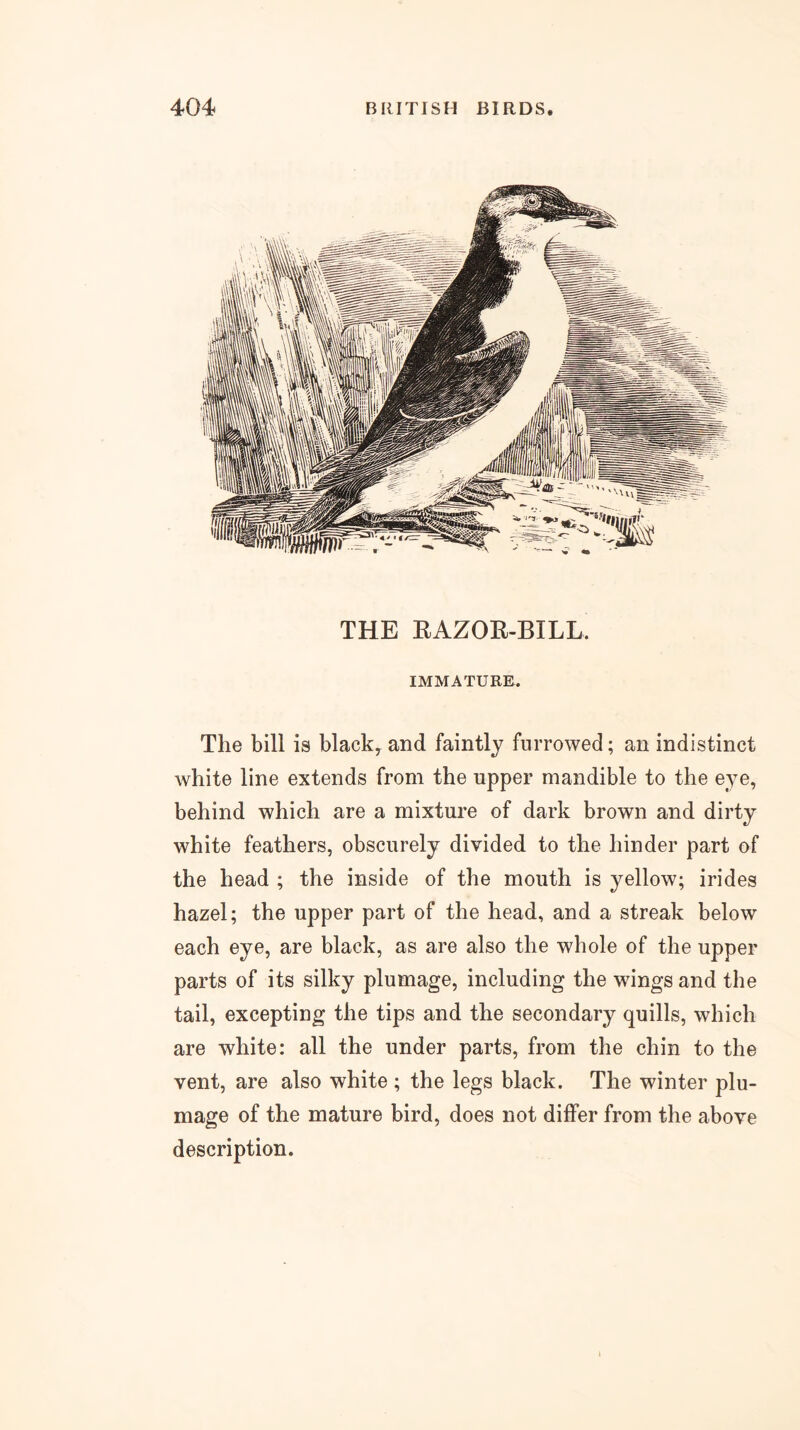 THE EAZOK-BILL. IMMATURE. The bill is blacky and faintly furrowed; an indistinct white line extends from the upper mandible to the eye, behind which are a mixture of dark brown and dirty white feathers, obscurely divided to the hinder part of the head ; the inside of the mouth is yellow; irides hazel; the upper part of the head, and a streak below each eye, are black, as are also the whole of the upper parts of its silky plumage, including the wings and the tail, excepting the tips and the secondary quills, which are white: all the under parts, from the chin to the vent, are also white ; the legs black. The winter plu- mage of the mature bird, does not differ from the above description.