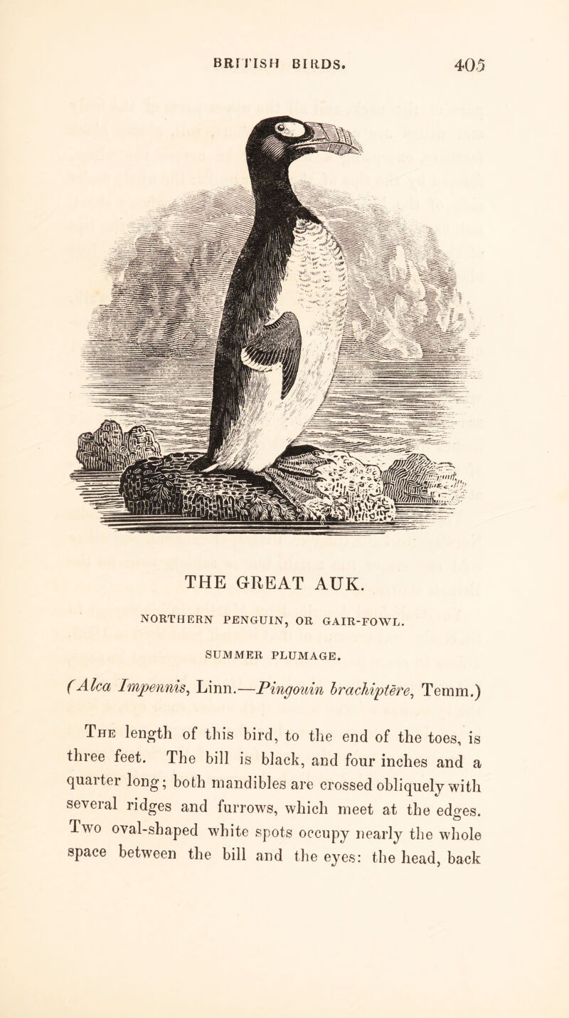 THE GREAT AUK. NORTHERN PENGUIN, OR GAIR-FOWL. SUMMER PLUMAGE. (Alca Impennis^ Linn.—Pingouin hrachiptere^ Temm.) The length of this bird, to the end of the toes, is three feet. The bill is black, and four inches and a quaiter long; both mandibles are crossed obliquely with several ridges and furrows, which meet at the edges. Two oval-shaped white spots occupy nearly the whole space between the bill and the eyes: the head, back