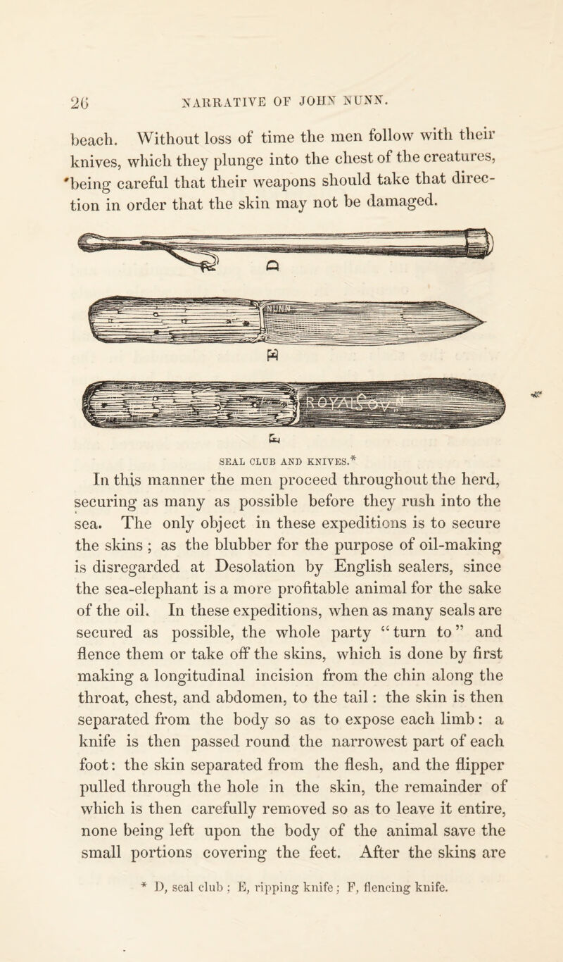 beach. Without loss of time the men follow with their knives, which they plunge into the chest of the creatures, 'being careful that their weapons should take that direc¬ tion in order that the skin may not be damaged. SEAL CLUB AND KNIVES.* In this manner the men proceed throughout the herd, securing as many as possible before they rush into the sea. The only object in these expeditions is to secure the skins ; as the blubber for the purpose of oil-making is disregarded at Desolation by English sealers, since the sea-elephant is a more profitable animal for the sake of the oil. In these expeditions, when as many seals are secured as possible, the whole party “ turn to ” and flence them or take off the skins, which is done by first making a longitudinal incision from the chin along the throat, chest, and abdomen, to the tail: the skin is then separated from the body so as to expose each limb: a knife is then passed round the narrowest part of each foot: the skin separated from the flesh, and the flipper pulled through the hole in the skin, the remainder of which is then carefully removed so as to leave it entire, none being left upon the body of the animal save the small portions covering the feet. After the skins are * D, seal club ; E, ripping knife; F, flencing knife.