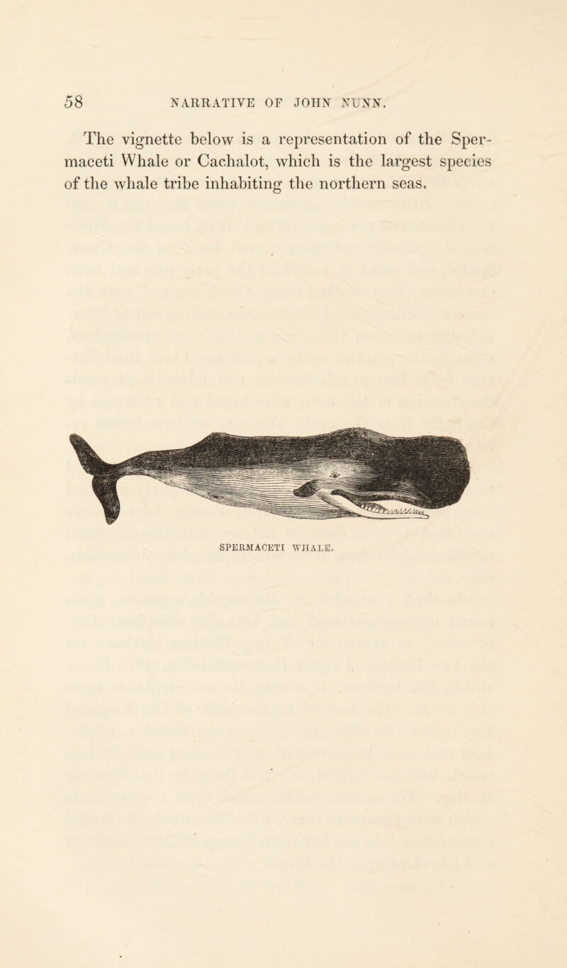 The vignette below is a representation of the Sper¬ maceti Whale or Cachalot, which is the largest species of the whale tribe inhabiting the northern seas. SPERMACETI WHALE.