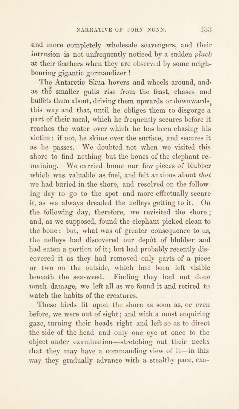 and more completely wholesale scavengers, and their intrusion is not unfrequently noticed by a sudden pluck at their feathers when they are observed by some neigh¬ bouring gigantic gormandizer ! The Antarctic Skua hovers and wheels around, and* as the smaller gulls rise from the feast, chases and buffets them about, driving them upwards or downwardss this way and that, until he obliges them to disgorge a part of their meal, which he frequently secures before it reaches the water over which he has been chasing his victim: if not, he skims over the surface, and secures it as he passes. We doubted not when we visited this shore to find nothing but the bones of the elephant re¬ maining. We carried home our few pieces of blubber which was valuable as fuel, and felt anxious about that we had buried in the shore, and resolved on the follow¬ ing day to go to the spot and more effectually secure it, as we always dreaded the nelleys getting to it. On the following day, therefore, we revisited the shore ; and, as we supposed, found the elephant picked clean to the bone : but, what was of greater consequence to us, the nelleys had discovered our depot of blubber and had eaten a portion of it; but had probably recently dis¬ covered it as they had removed only parts of a piece or two on the outside, which had been left visible beneath the sea-weed. Finding they had not done much damage, we left all as we found it and retired to watch the habits of the creatures. These birds lit upon the shore as soon as, or even before, we were out of sight; and with a most enquiring gaze, turning their heads right and left so as to direct the side of the head and only one eye at once to the object under examination—stretching out their necks that they may have a commanding view of it—in this way they gradually advance with a stealthy pace, exa-