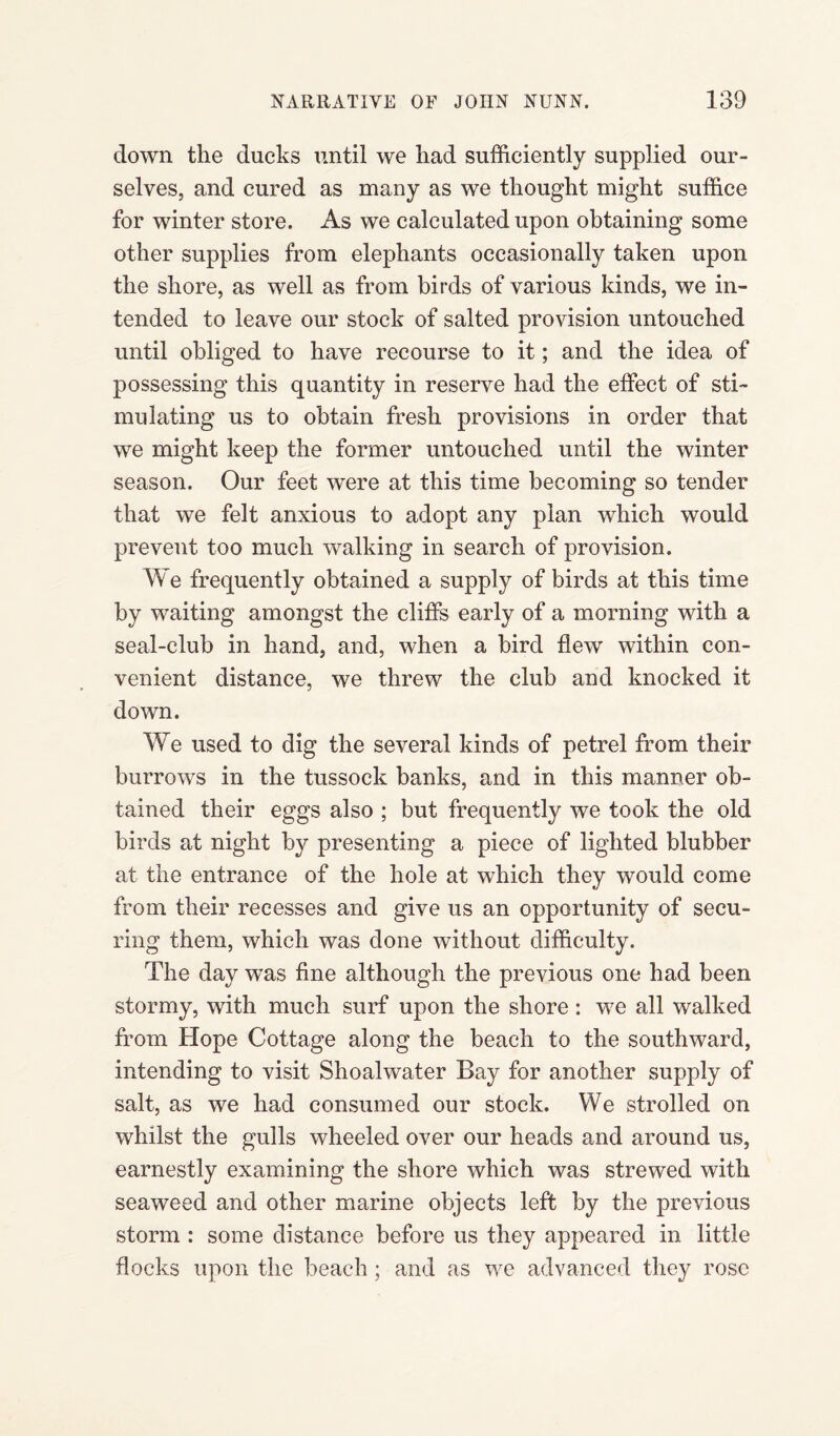 down the ducks until we had sufficiently supplied our¬ selves, and cured as many as we thought might suffice for winter store. As we calculated upon obtaining some other supplies from elephants occasionally taken upon the shore, as well as from birds of various kinds, we in¬ tended to leave our stock of salted provision untouched until obliged to have recourse to it; and the idea of possessing this quantity in reserve had the effect of sti¬ mulating us to obtain fresh provisions in order that we might keep the former untouched until the winter season. Our feet were at this time becoming so tender that we felt anxious to adopt any plan which would prevent too much walking in search of provision. We frequently obtained a supply of birds at this time by waiting amongst the cliffs early of a morning with a seal-club in hand, and, when a bird flew within con¬ venient distance, we threw the club and knocked it down. We used to dig the several kinds of petrel from their burrows in the tussock banks, and in this manner ob¬ tained their eggs also ; but frequently we took the old birds at night by presenting a piece of lighted blubber at the entrance of the hole at which they would come from their recesses and give us an opportunity of secu¬ ring them, which was done without difficulty. The day was fine although the previous one had been stormy, with much surf upon the shore : we all walked from Hope Cottage along the beach to the southward, intending to visit Shoalwater Bay for another supply of salt, as we had consumed our stock. We strolled on whilst the gulls wheeled over our heads and around us, earnestly examining the shore which was strewed with seaweed and other marine objects left by the previous storm : some distance before us they appeared in little flocks upon the beach ; and as we advanced they rose