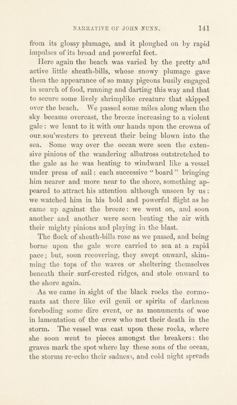 from its glossy plumage, and it ploughed on by rapid impulses of its broad and powerful feet. Here again the beach was varied by the pretty and active little sheath-bills, whose snowy plumage gave them the appearance of so many pigeons busily engaged in search of food, running and darting this way and that to secure some lively shrimplike creature that skipped over the beach. We passed some miles along when the sky became overcast, the breeze increasing to a violent gale : we leant to it with our hands upon the crowns of our sou’westers to prevent their being blown into the sea. Some way over the ocean were seen the exten¬ sive pinions of the wandering albatross outstretched to the gale as he was beating to windward like a vessel under press of sail: each successive “ board ” bringing him nearer and more near to the shore, something ap¬ peared to attract his attention although unseen by us: we watched him in his bold and powerful flight as he came up against the breeze: we went on, and soon another and another were seen beating the air with their mighty pinions and playing in the blast. The flock of sheath-bills rose as we passed, and being borne upon the gale were carried to sea at a rapid pace; but, soon recovering, they swept onward, skim¬ ming the tops of the waves or sheltering themselves beneath their surf-crested ridges, and stole onward to the shore again. As we came in sight of the black rocks the cormo¬ rants sat there like evil genii or spirits of darkness foreboding some dire event, or as monuments of woe in lamentation of the crew who met their death in the storm. The vessel was cast upon these rocks, where she soon went to pieces amongst the breakers: the graves mark the spot where lay these sons of the ocean, the storms re-echo their sadness, and cold night spreads