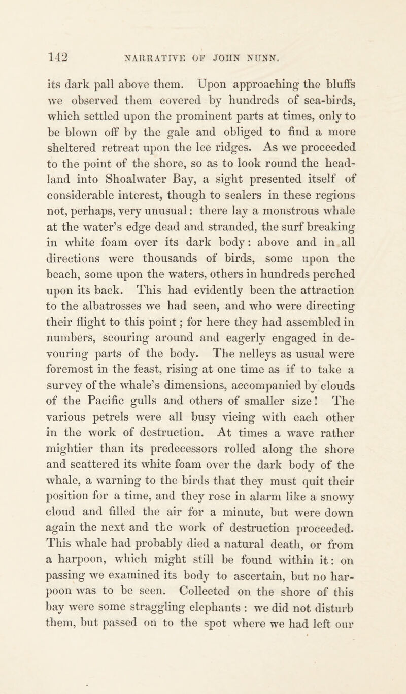 its dark pall above them. Upon approaching the bluffs we observed them covered by hundreds of sea-birds, which settled upon the prominent parts at times, only to be blown off by the gale and obliged to find a more sheltered retreat upon the lee ridges. As we proceeded to the point of the shore, so as to look round the head¬ land into Shoalwater Bay, a sight presented itself of considerable interest, though to sealers in these regions not, perhaps, very unusual: there lay a monstrous whale at the water’s edge dead and stranded, the surf breaking in white foam over its dark body: above and in all directions were thousands of birds, some upon the beach, some upon the waters, others in hundreds perched upon its back. This had evidently been the attraction to the albatrosses we had seen, and who were directing their flight to this point; for here they had assembled in numbers, scouring around and eagerly engaged in de¬ vouring parts of the body. The nelleys as usual were foremost in the feast, rising at one time as if to take a survey of the whale’s dimensions, accompanied by clouds of the Pacific gulls and others of smaller size! The various petrels were all busy vieing with each other in the work of destruction. At times a wave rather mightier than its predecessors rolled along the shore and scattered its white foam over the dark body of the whale, a warning to the birds that they must quit their position for a time, and they rose in alarm like a snowy cloud and filled the air for a minute, but were down again the next and the work of destruction proceeded. This whale had probably died a natural death, or from a harpoon, wdiich might still be found within it: on passing we examined its body to ascertain, but no har¬ poon was to be seen. Collected on the shore of this bay were some straggling elephants : we did not disturb them, but passed on to the spot where we had left our
